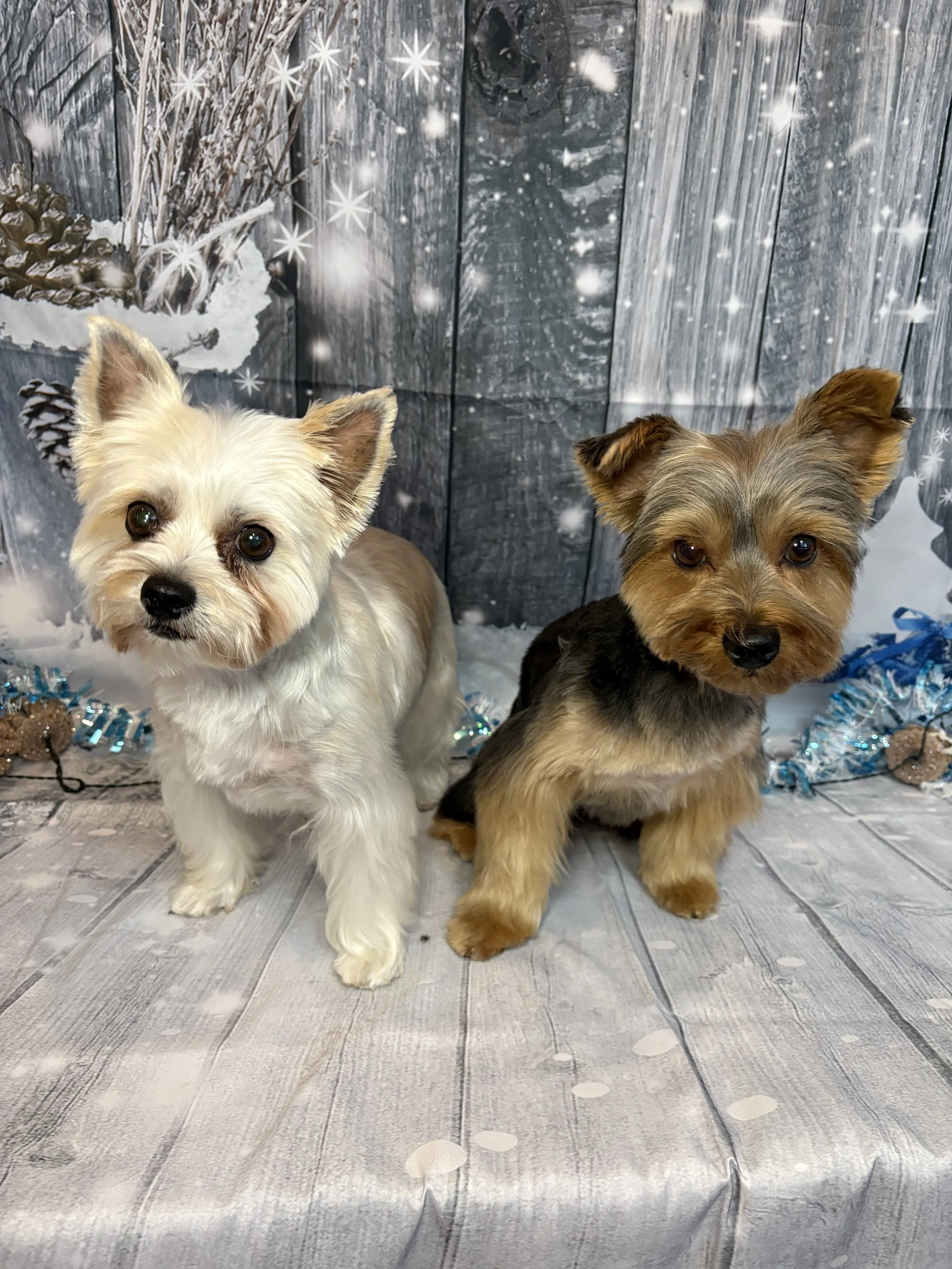 Two small dogs sitting on a wooden floor with a festive winter background, including snowflakes, pine branches, and Christmas decorations.