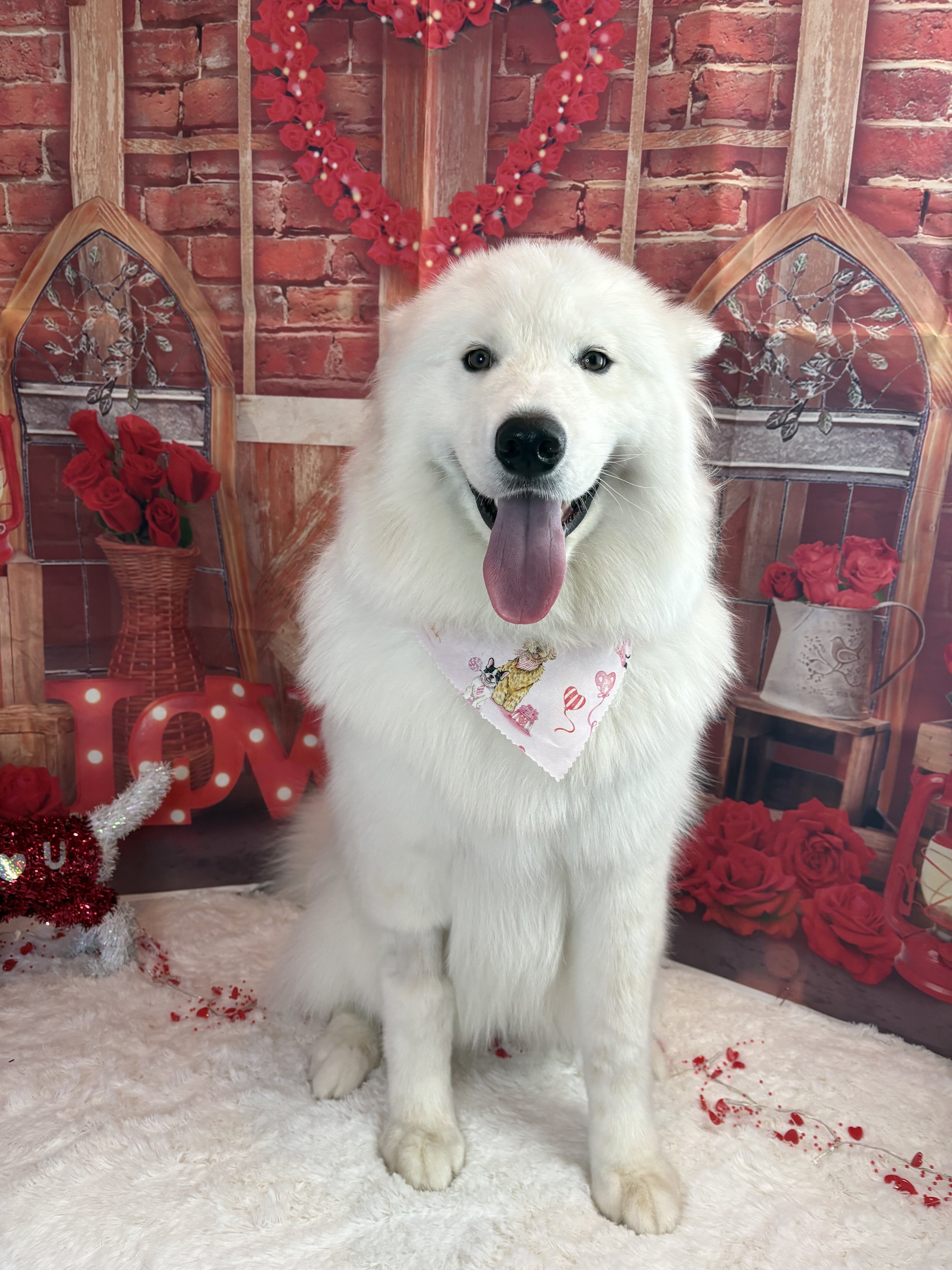 A fluffy white dog with a pink heart-printed bandana sitting on a white furry rug with a Valentine's Day themed backdrop, including red roses, a decorative heart, and Valentine's Day decorations.