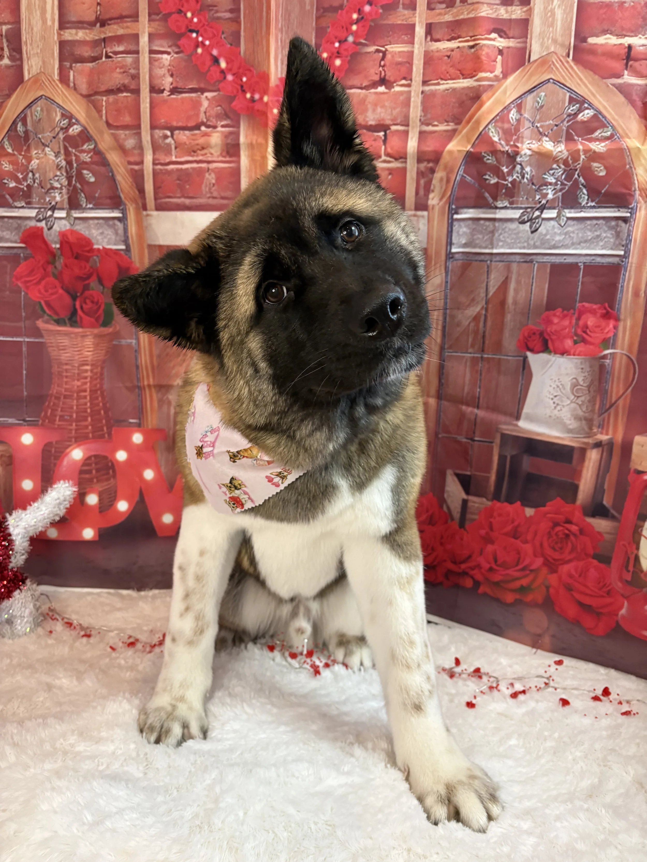 Cute puppy with tan and black fur and one ear up, sitting on a white fluffy surface in a Valentine-themed setting with red roses, hearts, and a brick wall backdrop.