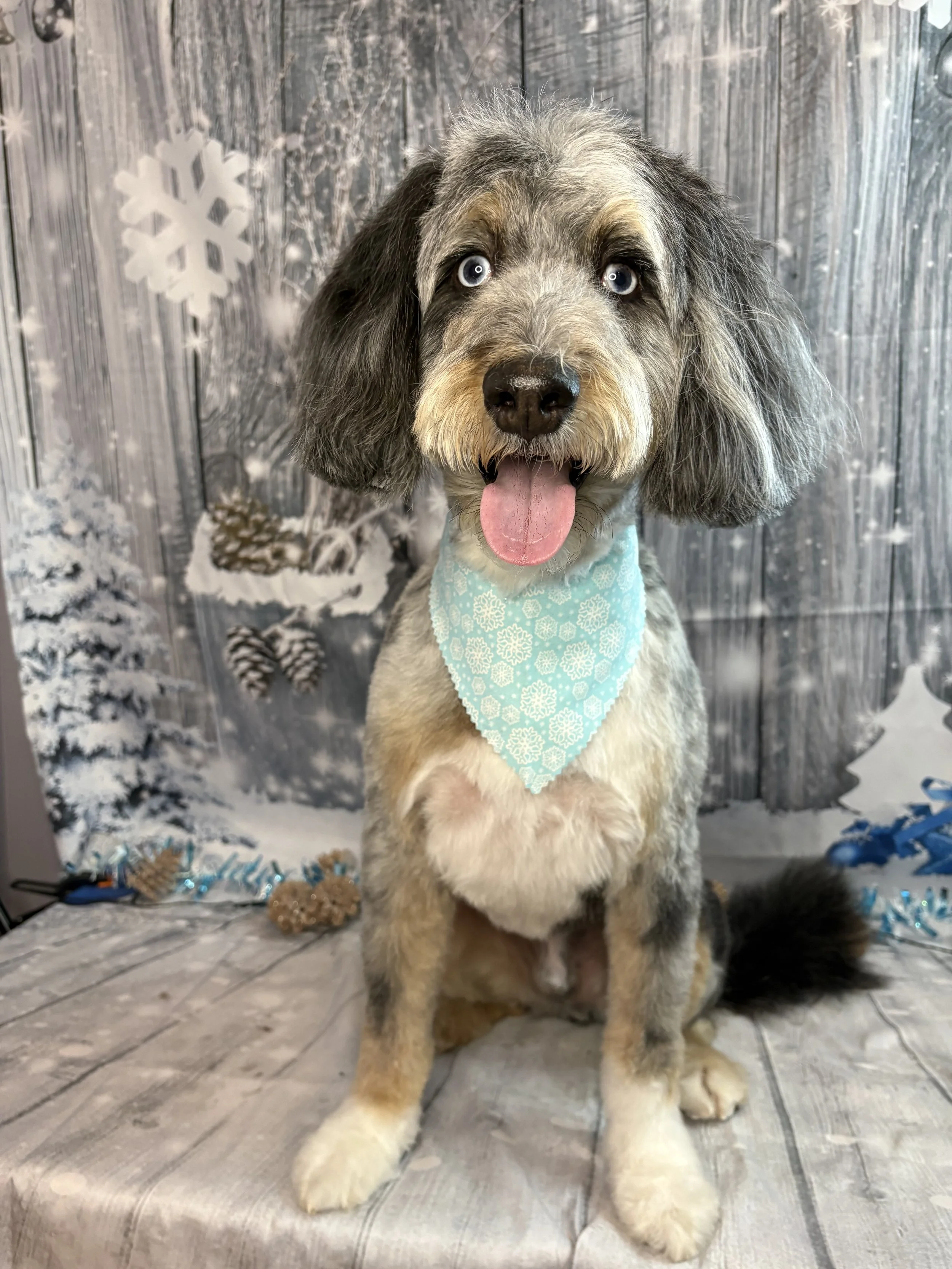A cute dog with curly fur, gray and tan coloring, blue eyes, wearing a light blue bandana with snowflake patterns, sitting on a wooden surface against a winter-themed backdrop with snowflakes and snow-covered trees.