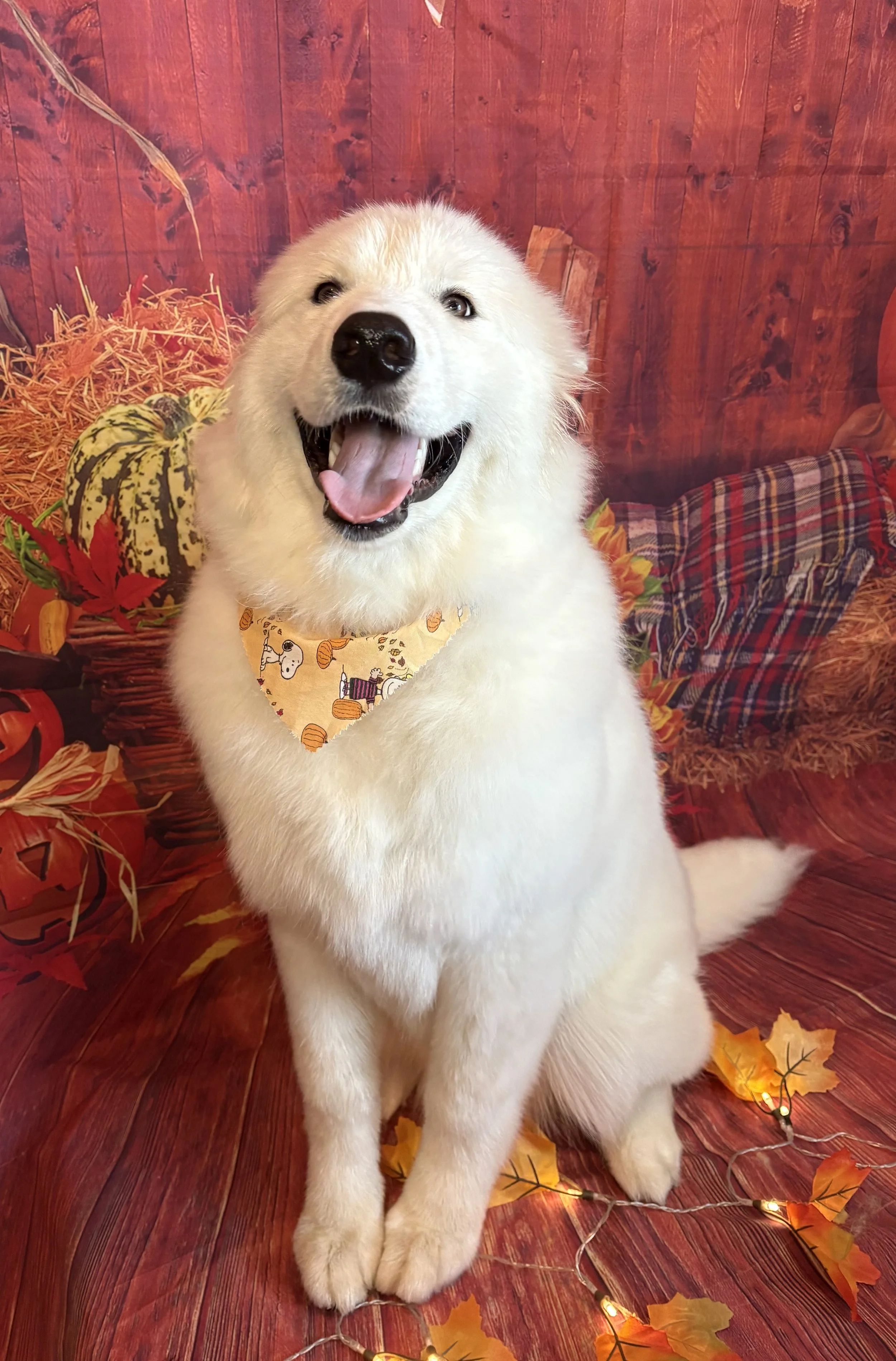 A happy white fluffy dog with a bandana around its neck, sitting on a wooden floor with fall leaves and string lights, against a fall-themed backdrop with pumpkins and hay.