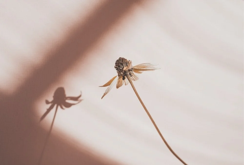Dried flower with a long, curved stem casting a shadow on a cream-colored background.