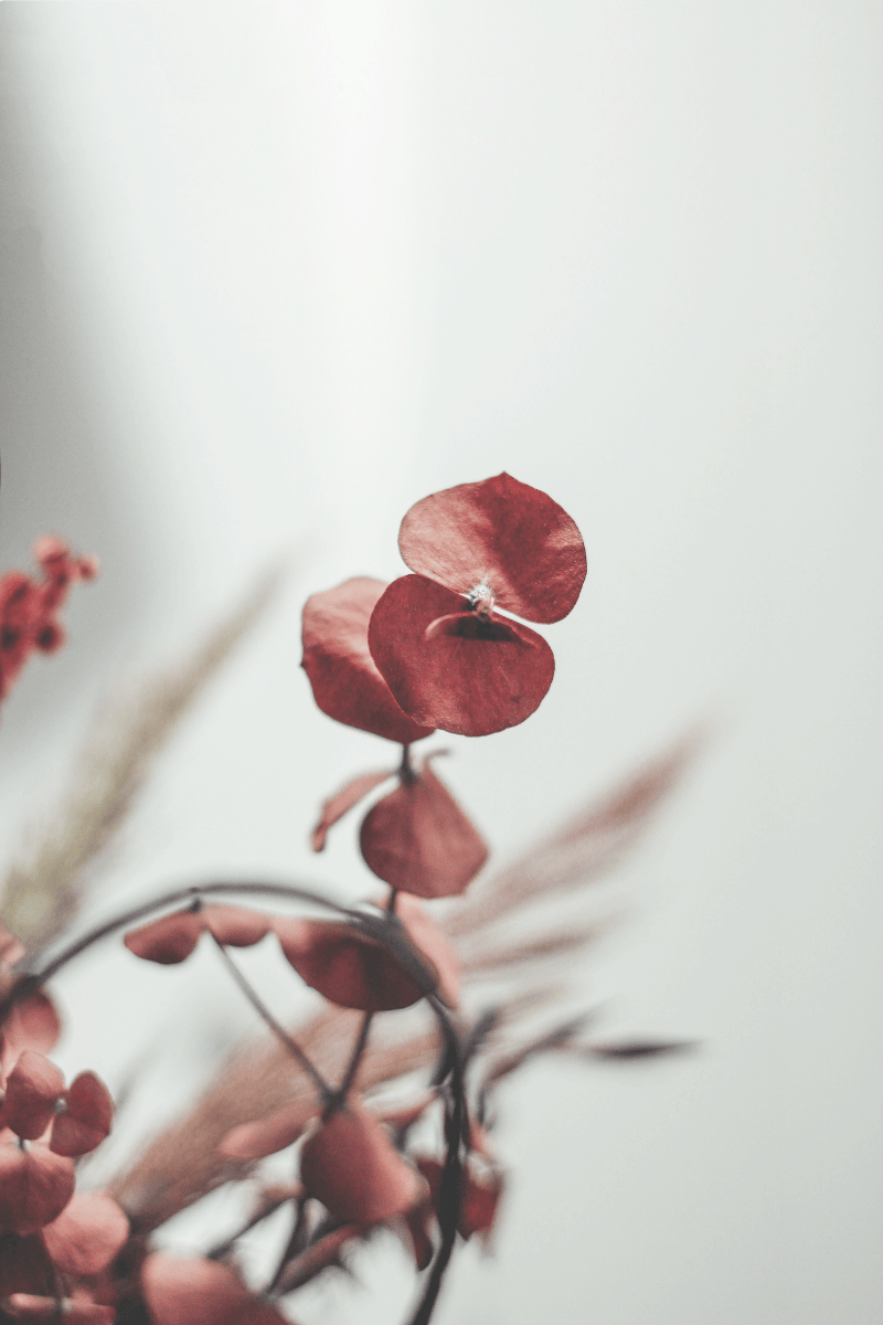 Close-up of red dried eucalyptus leaves on a branch against a neutral background.