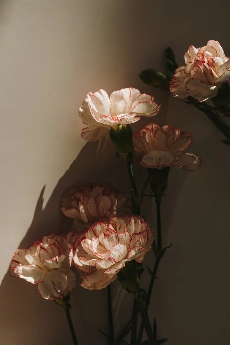 Close-up of cream and red-tipped carnations against a beige wall with shadows.