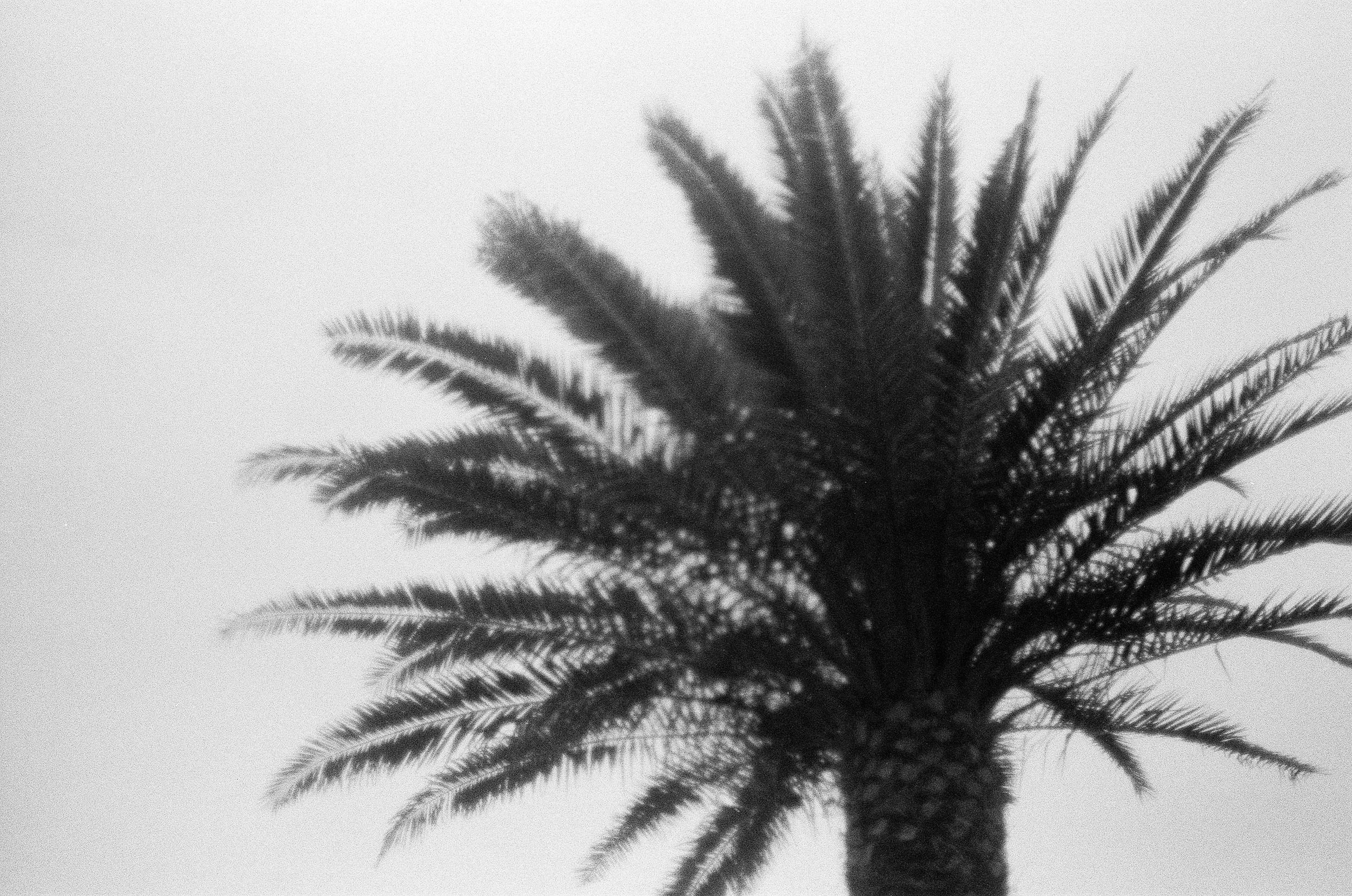 photographe-voyage-documentaire-travel-palmier-palm.png