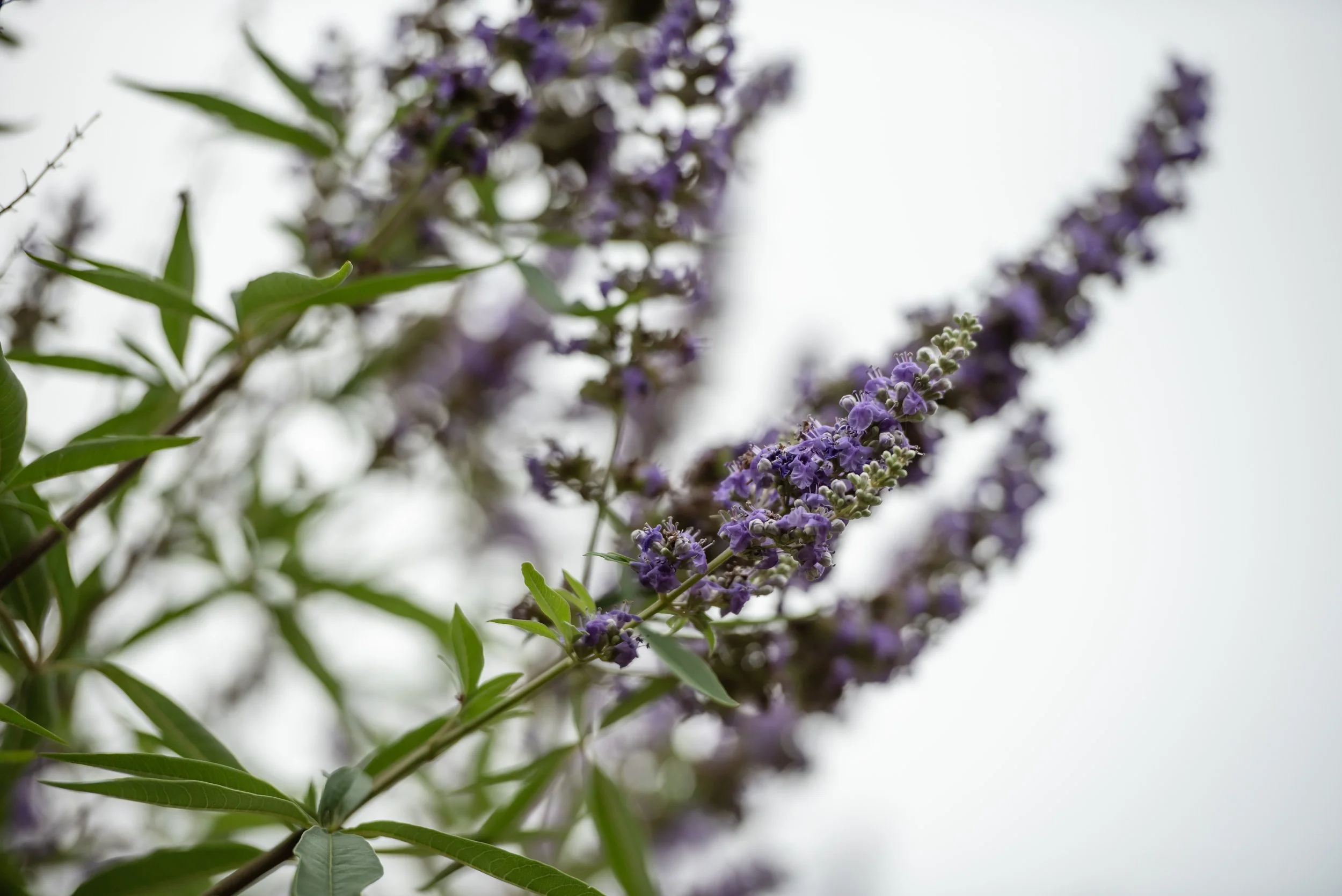 How does Vitex work in the female body? Hint: it starts in the brain! Part II