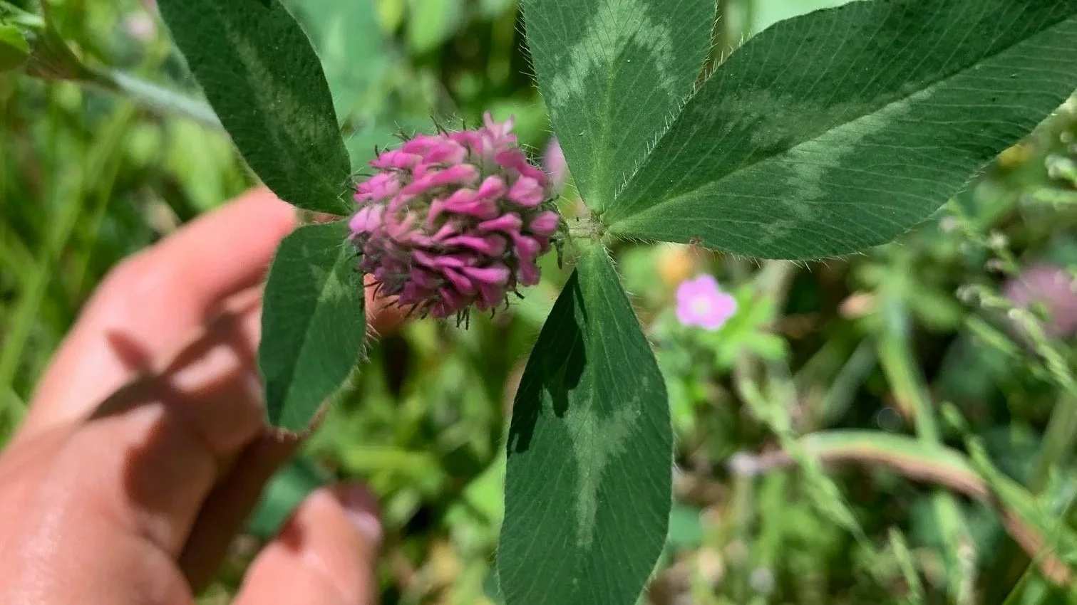 Red Clover Trifolium pratense Point Reyes