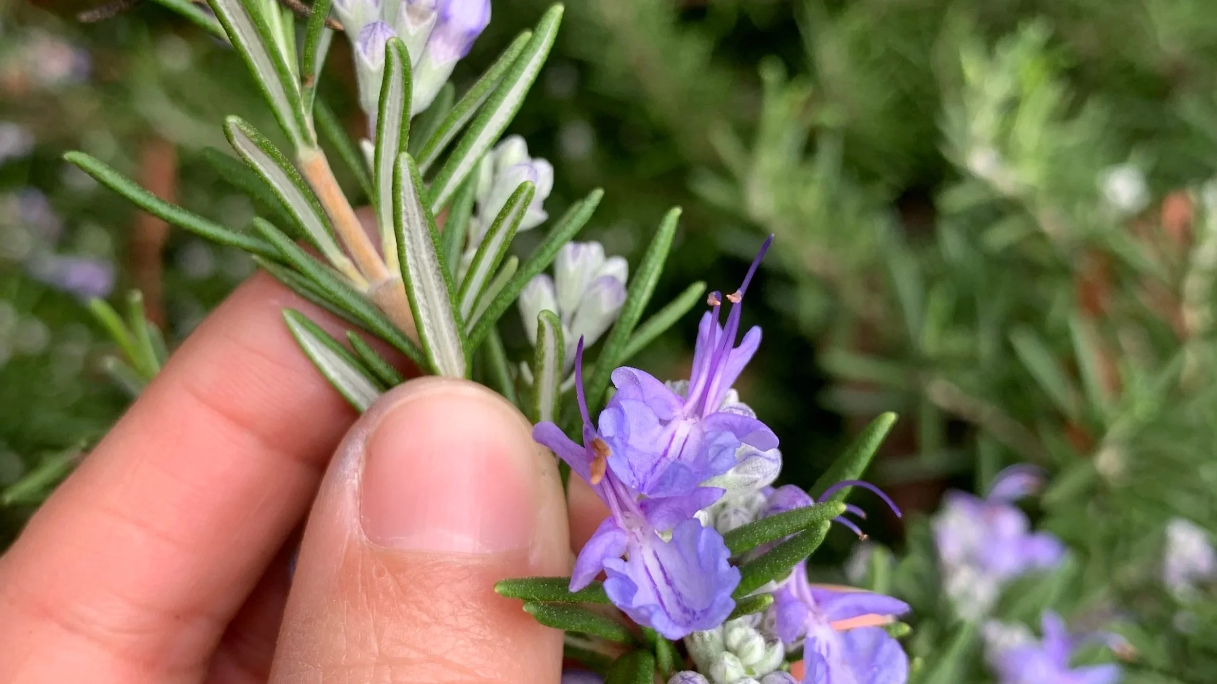 rosemary for thin uterine lining