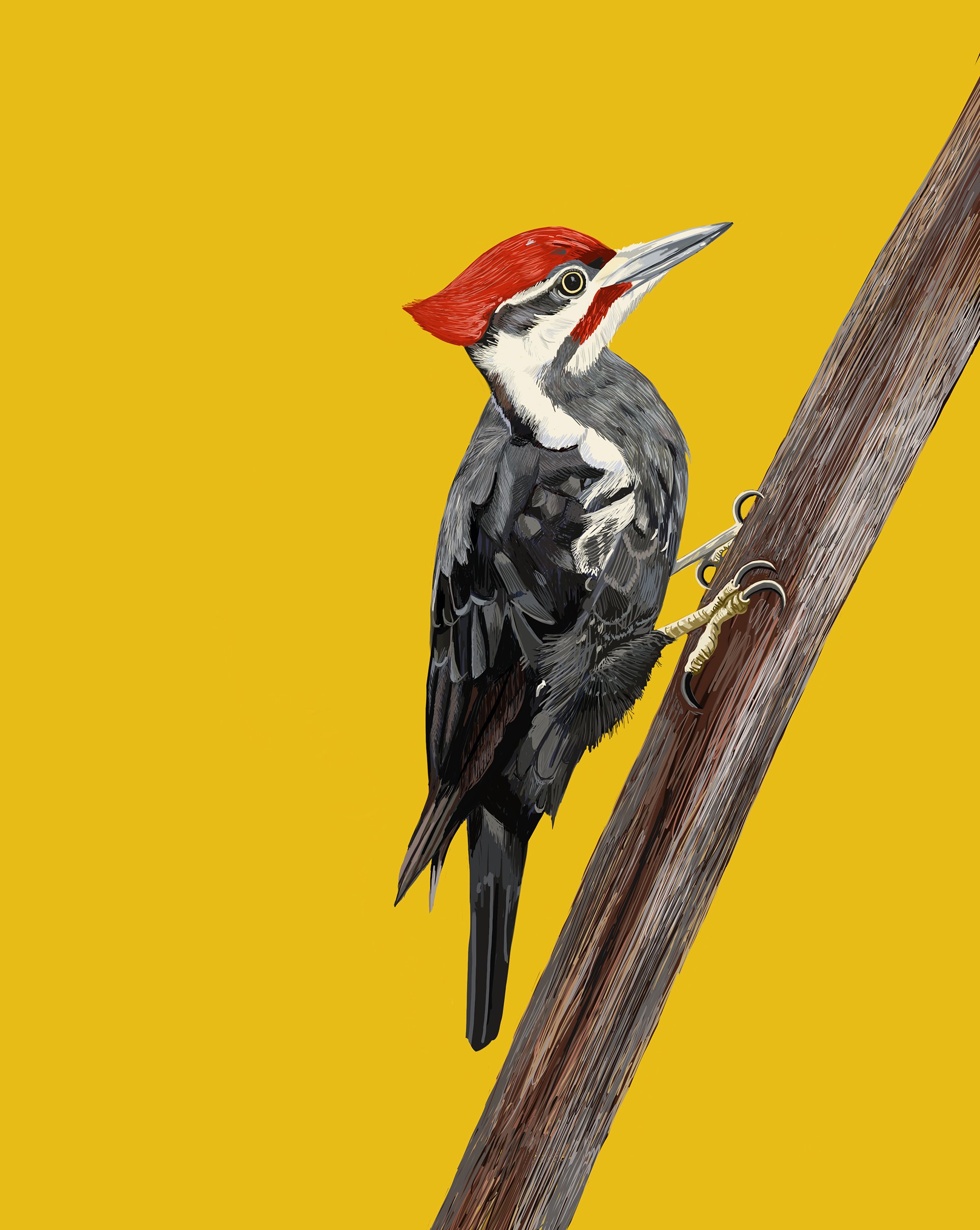 Paleated Woodpecker