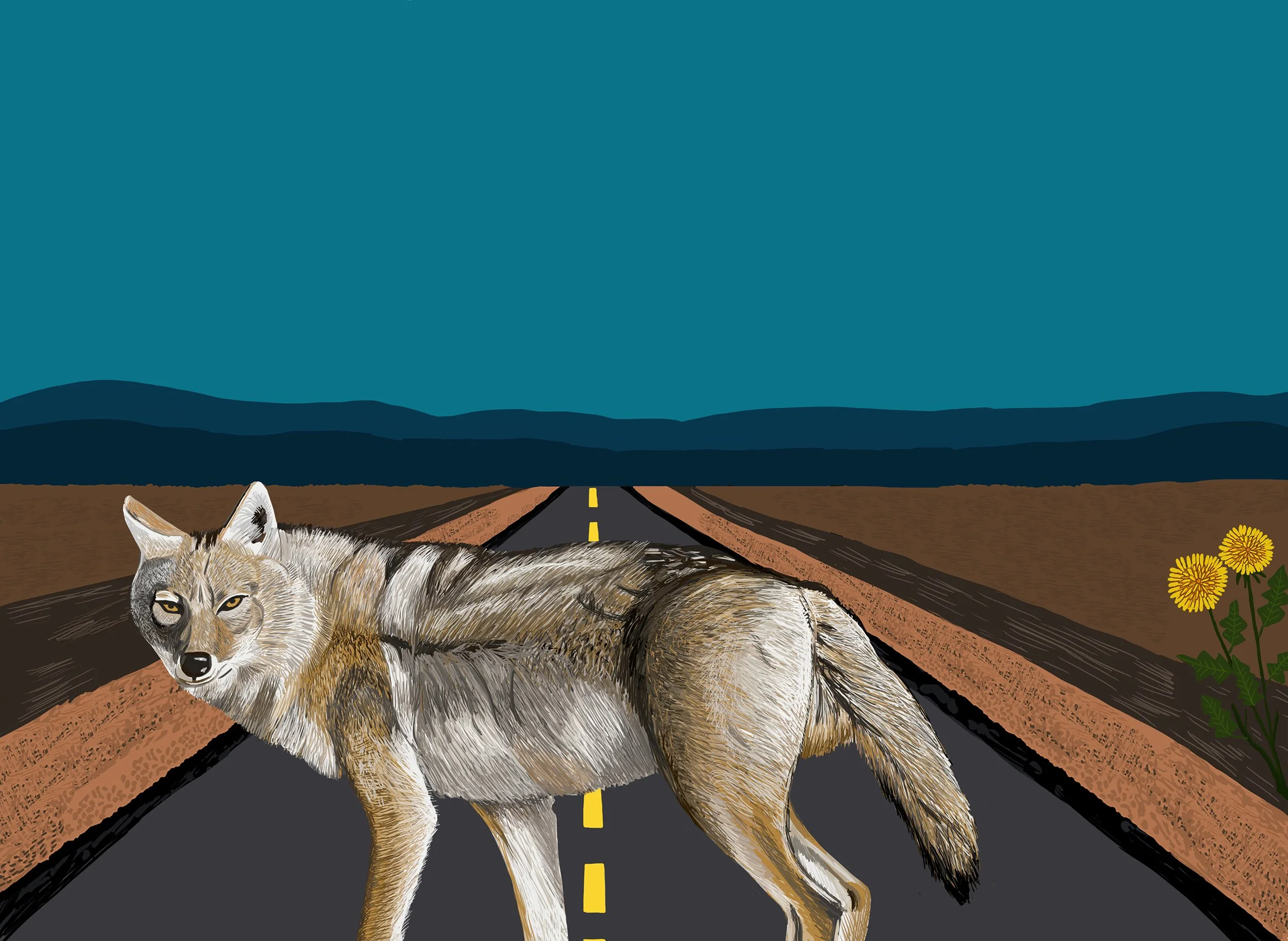 Coyote illustration
