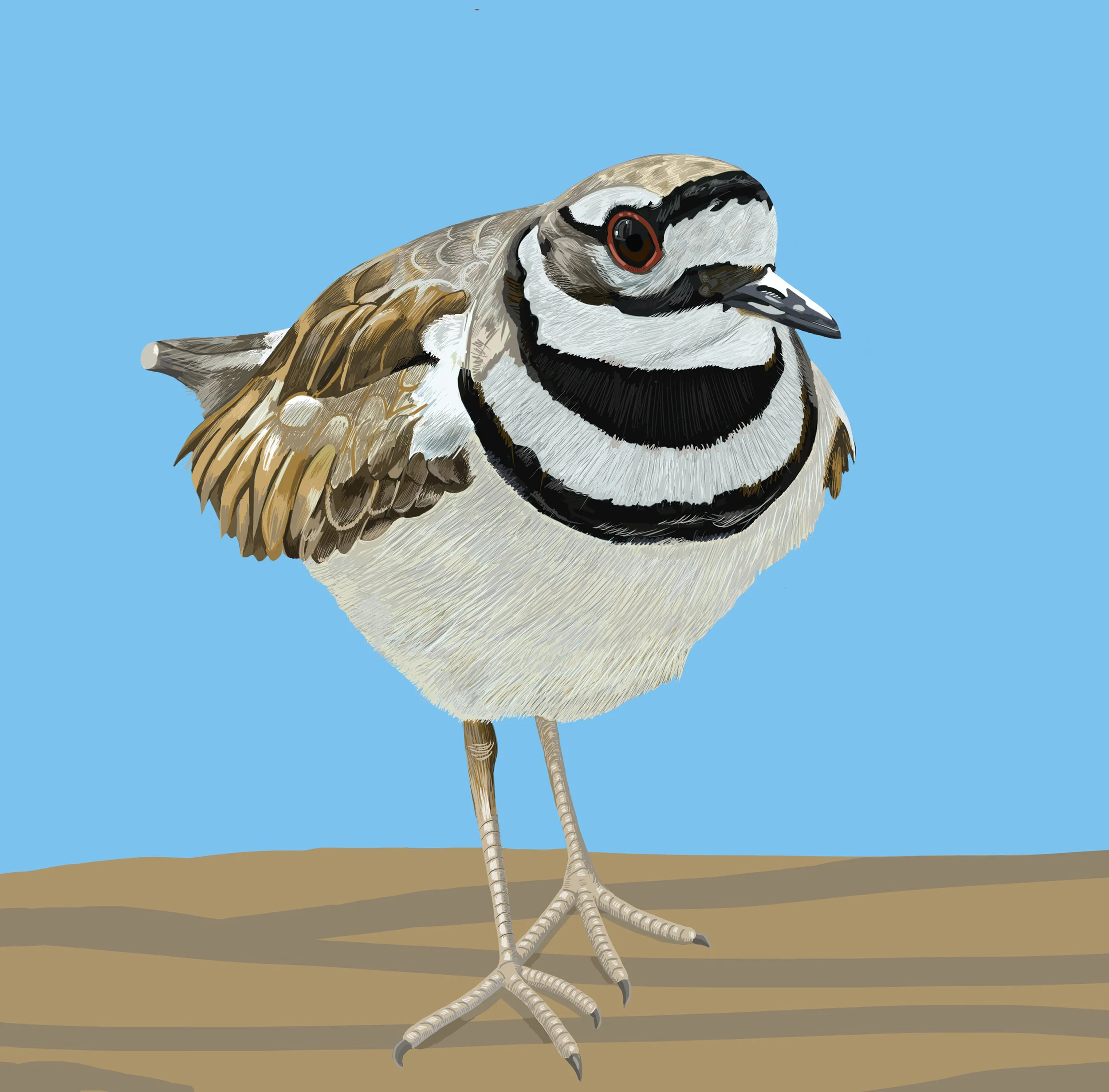 Killdeer