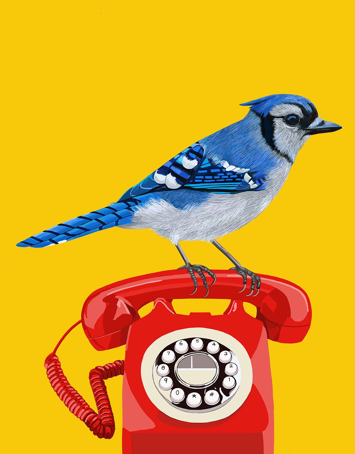 Blue Jay