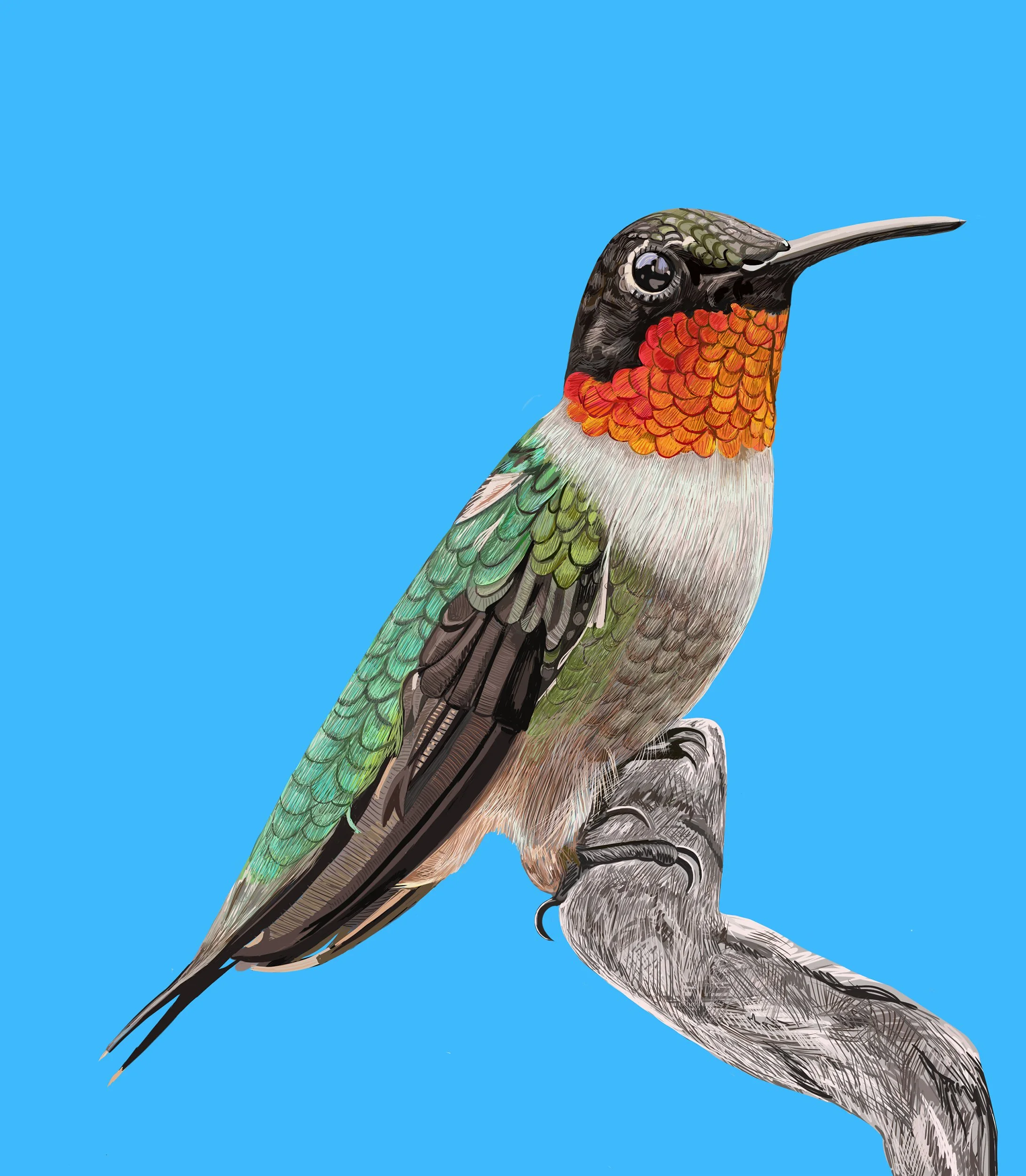 Ruby-throated Hummingbird