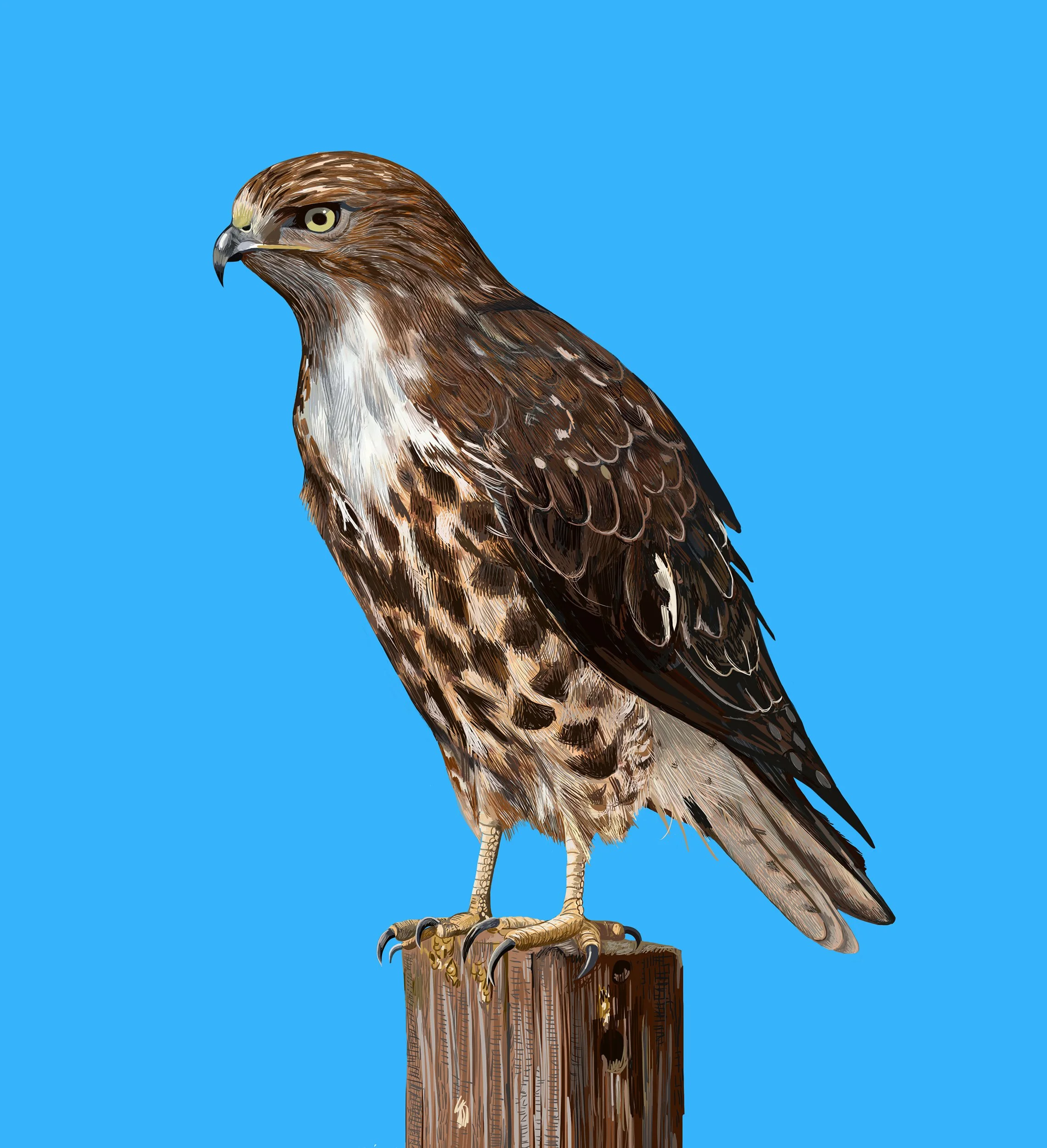 Red-tailed Hawk