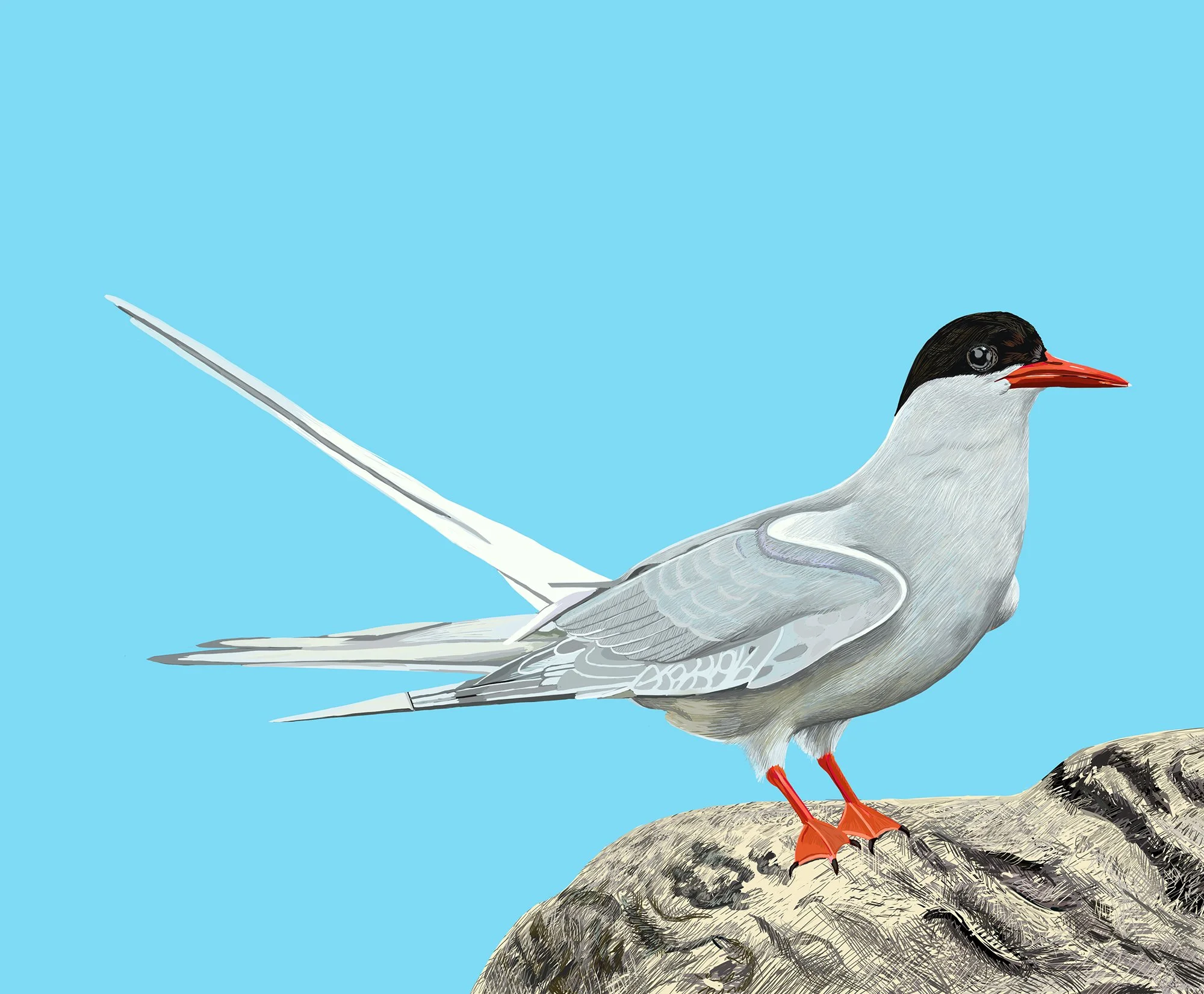 Arctic Tern