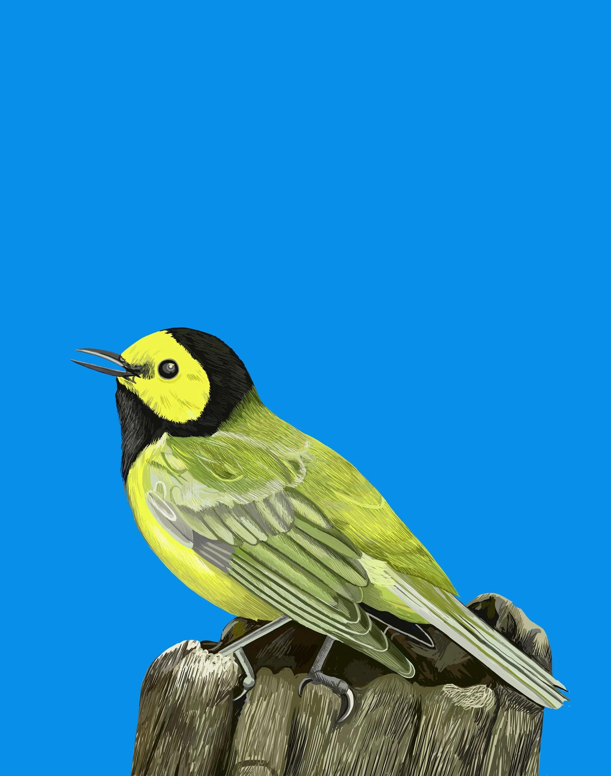 Hooded Warbler