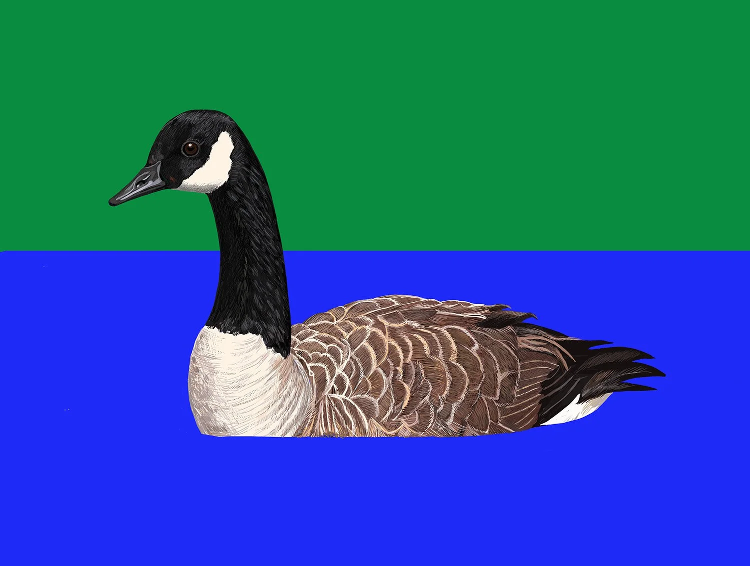 Canada Goose