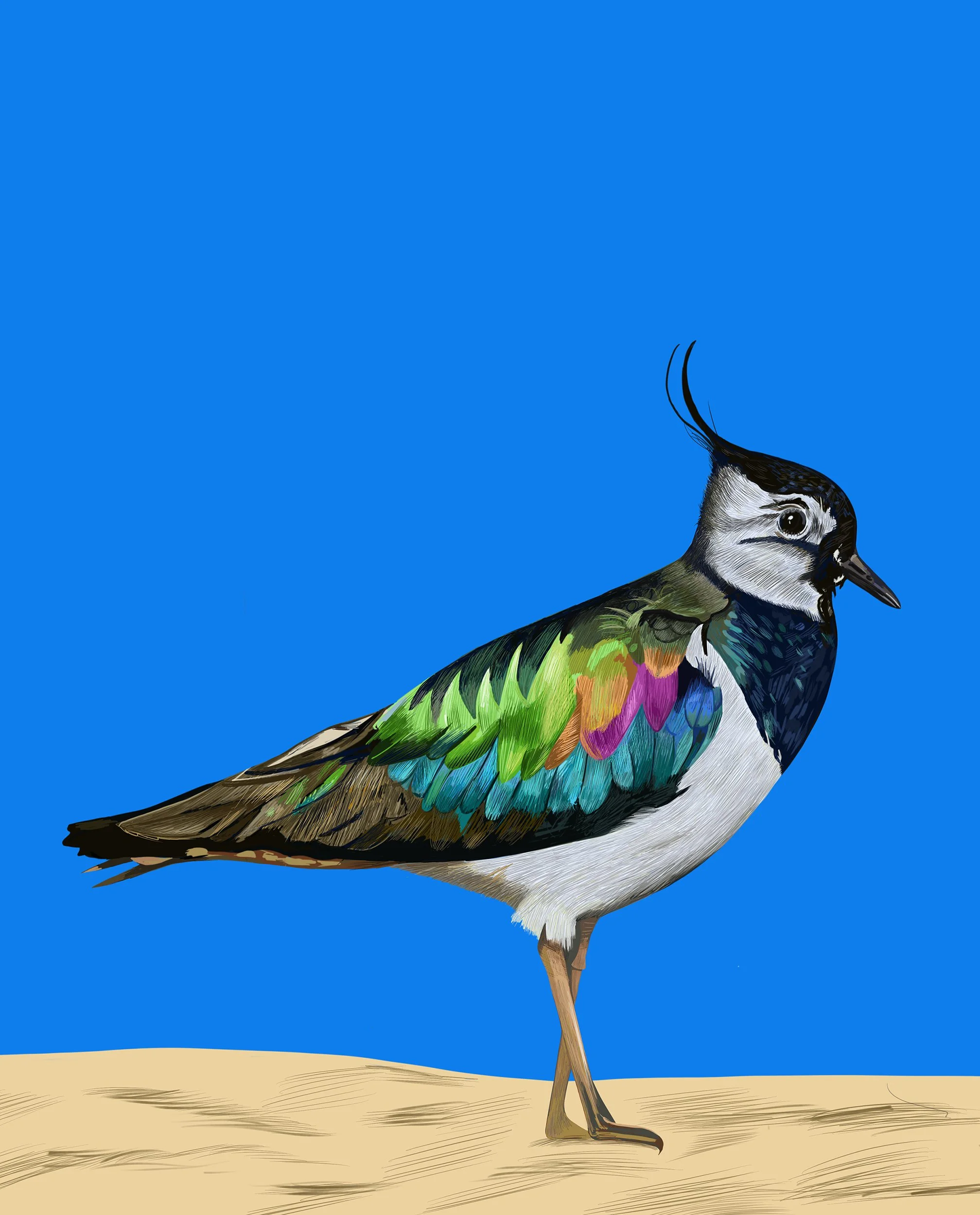 Lapwing