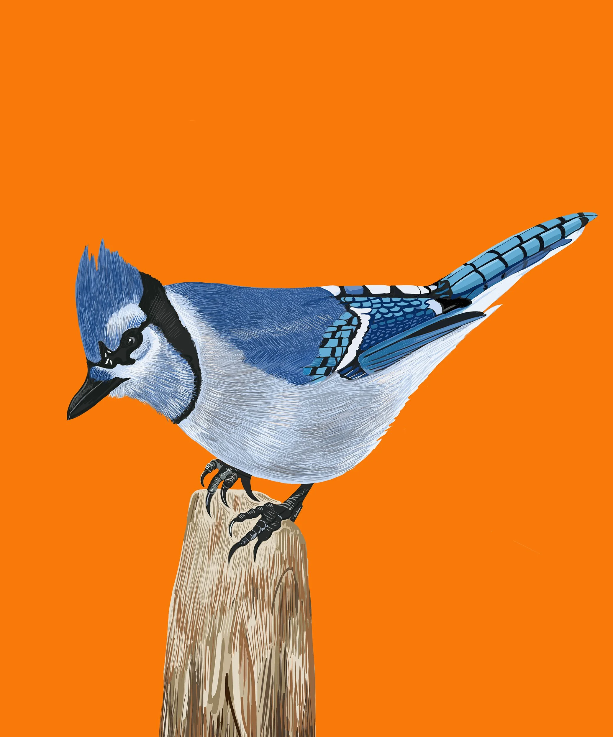 Blue Jay