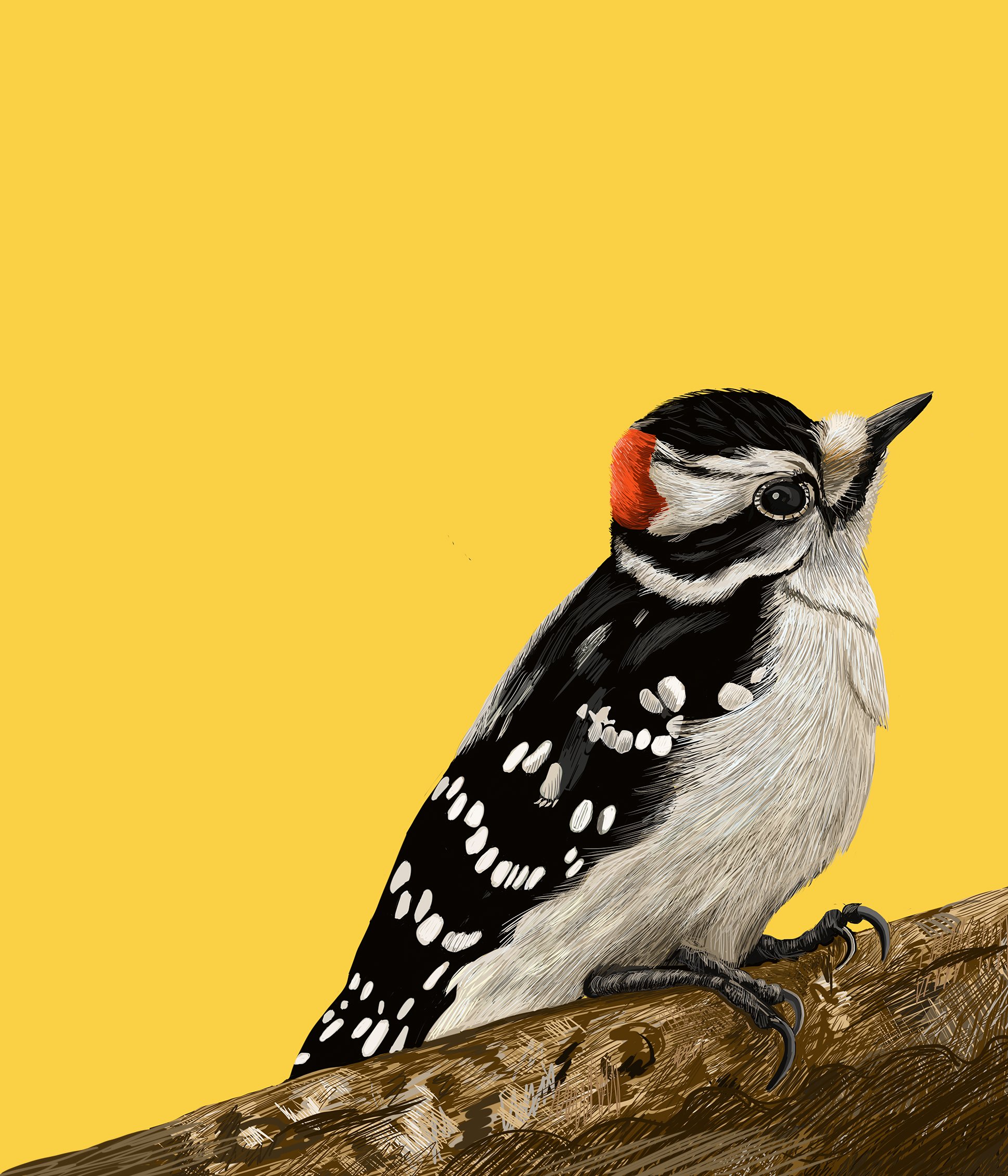 Downey Woodpecker