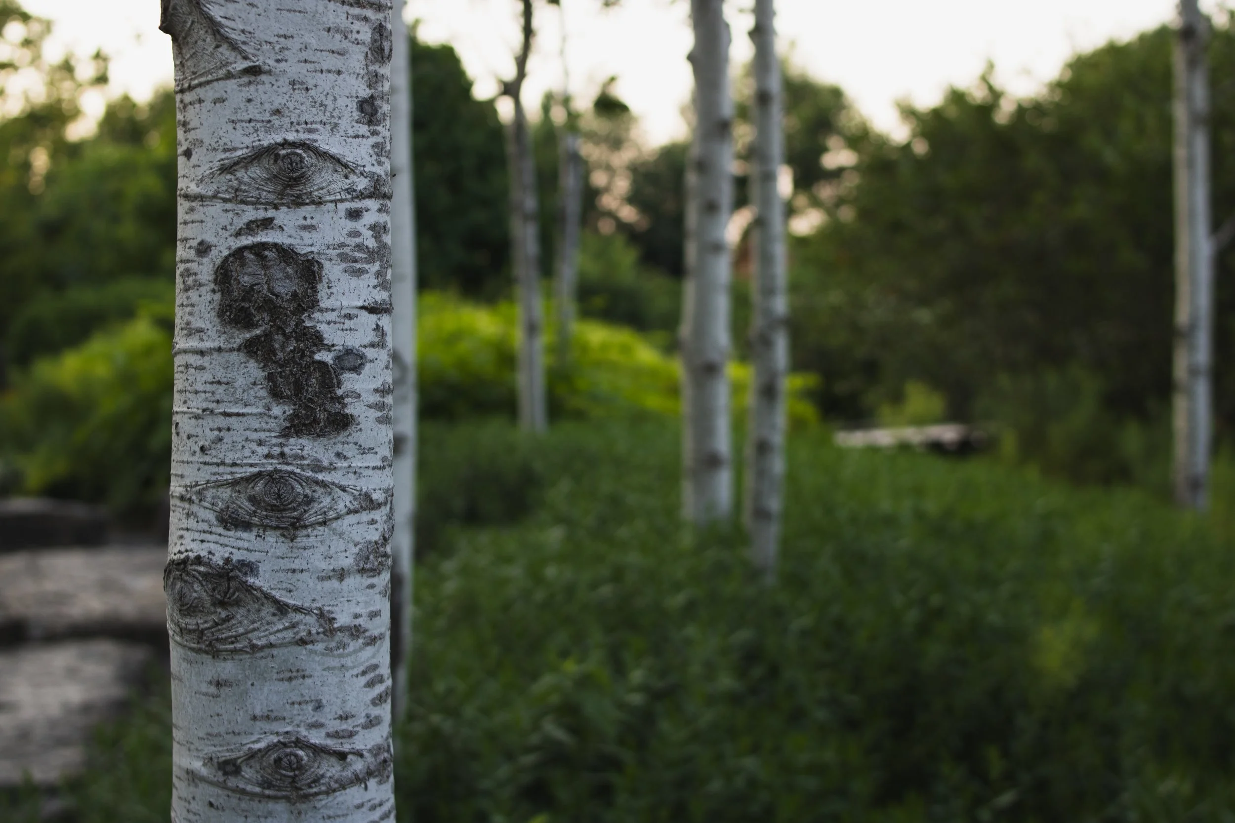 Close-up of a white birch tree trunk with distinctive black markings, set in a forest with several other trees and green foliage in the background, during daylight.