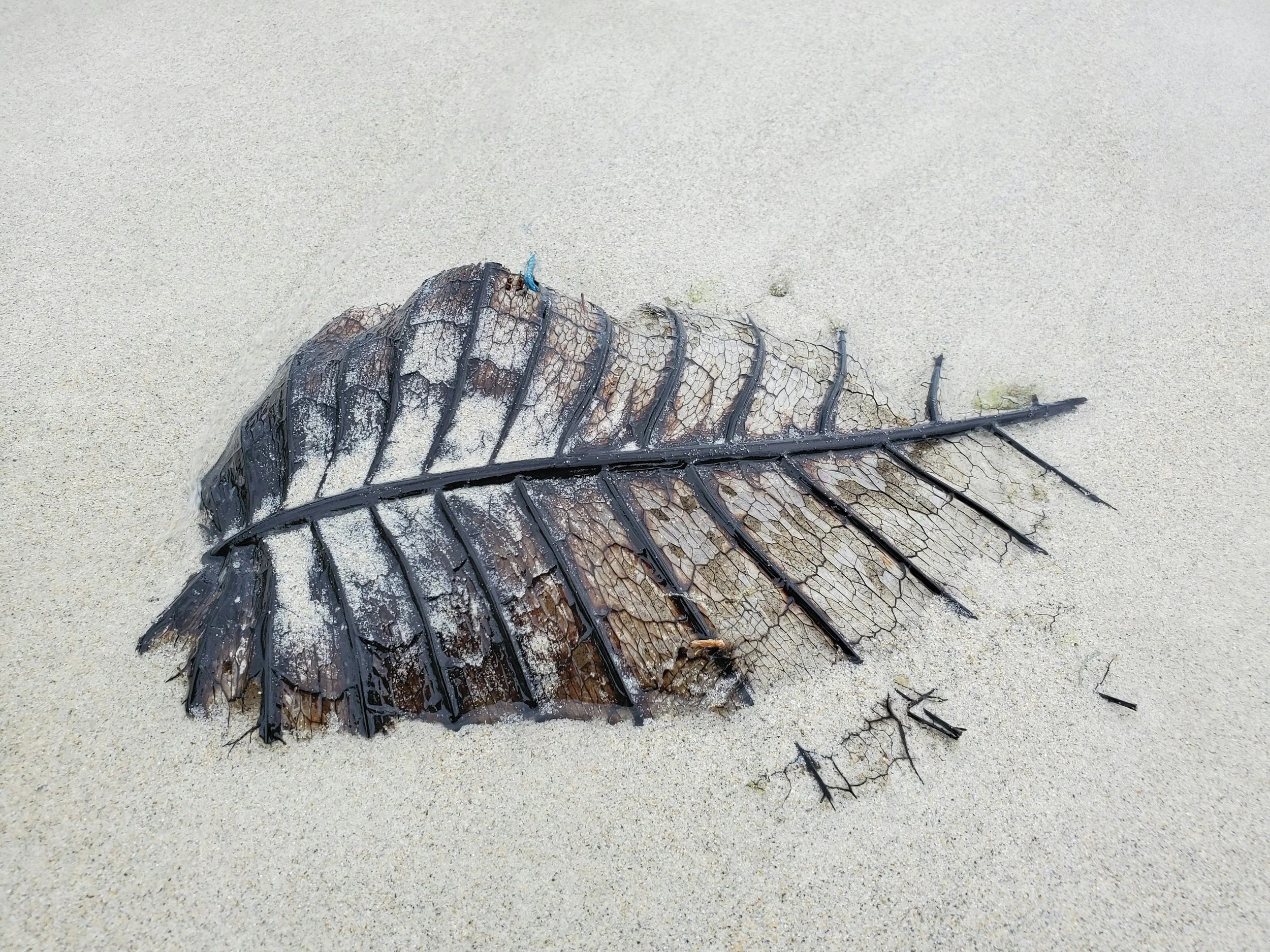 A decomposed leaf skeleton on sandy beach with a cracked and dried appearance.