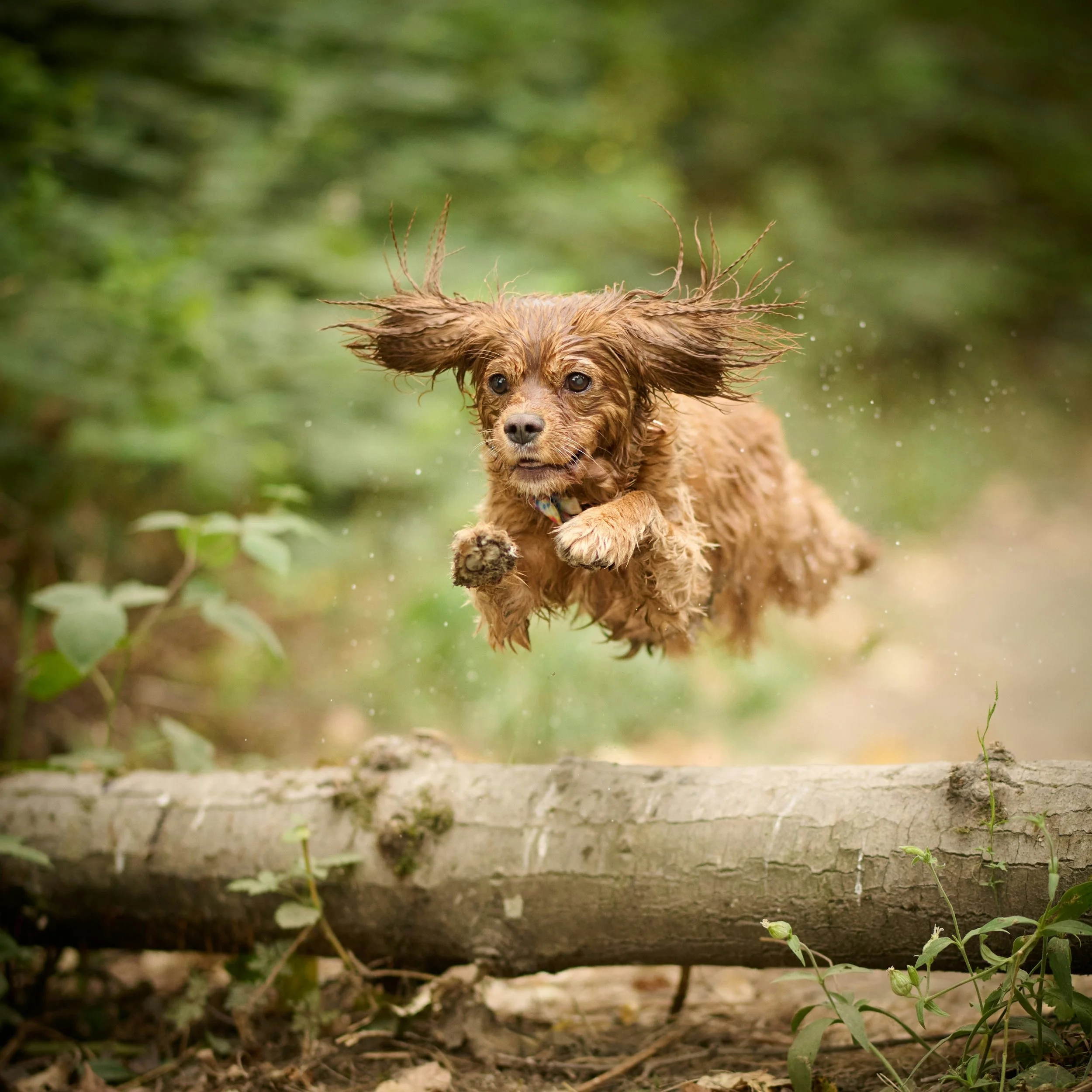 A small brown dog with floppy ears running outdoors on a wooden bridge, surrounded by green foliage, with its fur wet and ears flying back.