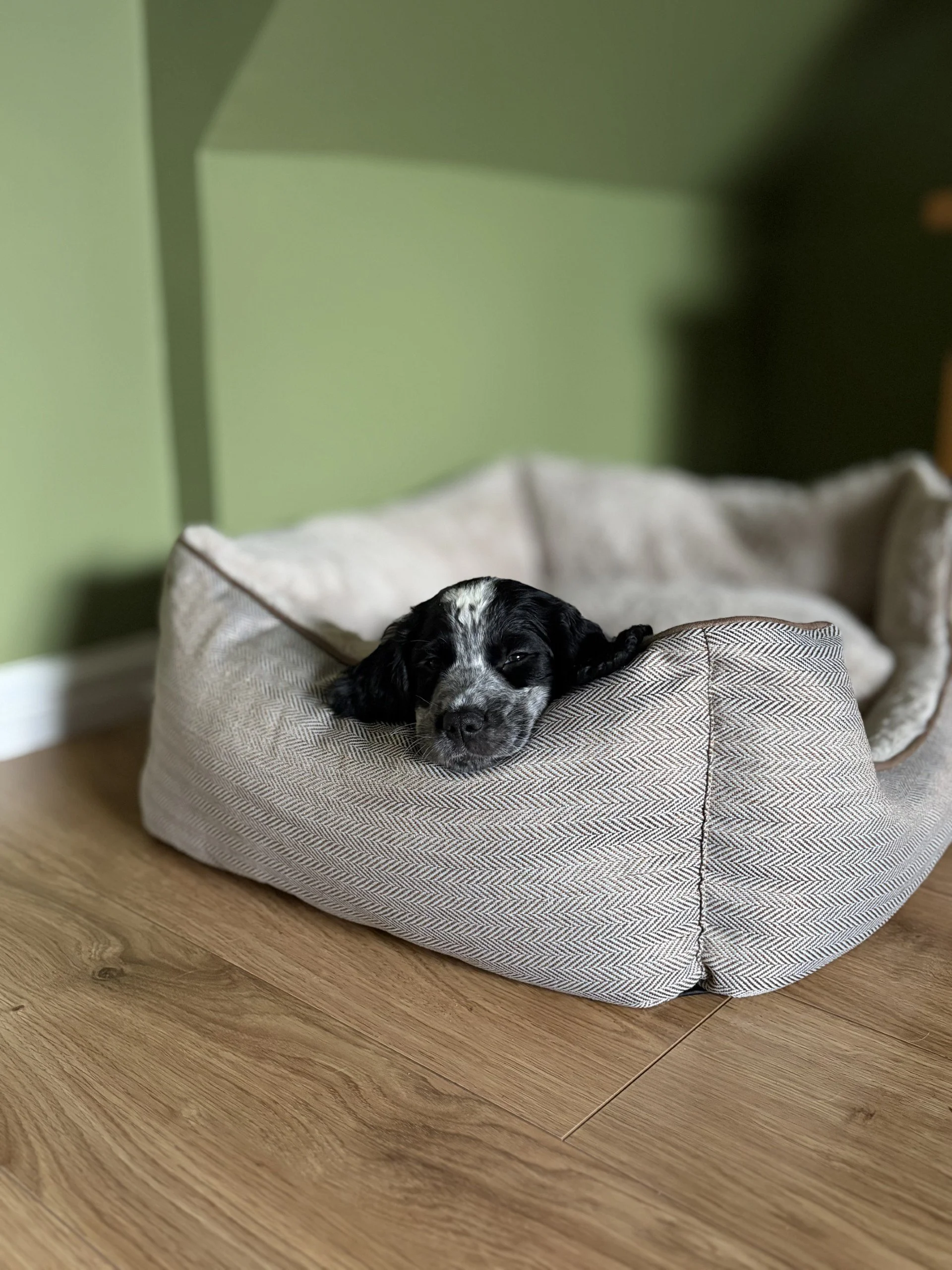 A black and white puppy sleeping in a beige fabric pet bed on a wooden floor, with a green wall and a piece of furniture partially visible in the background.