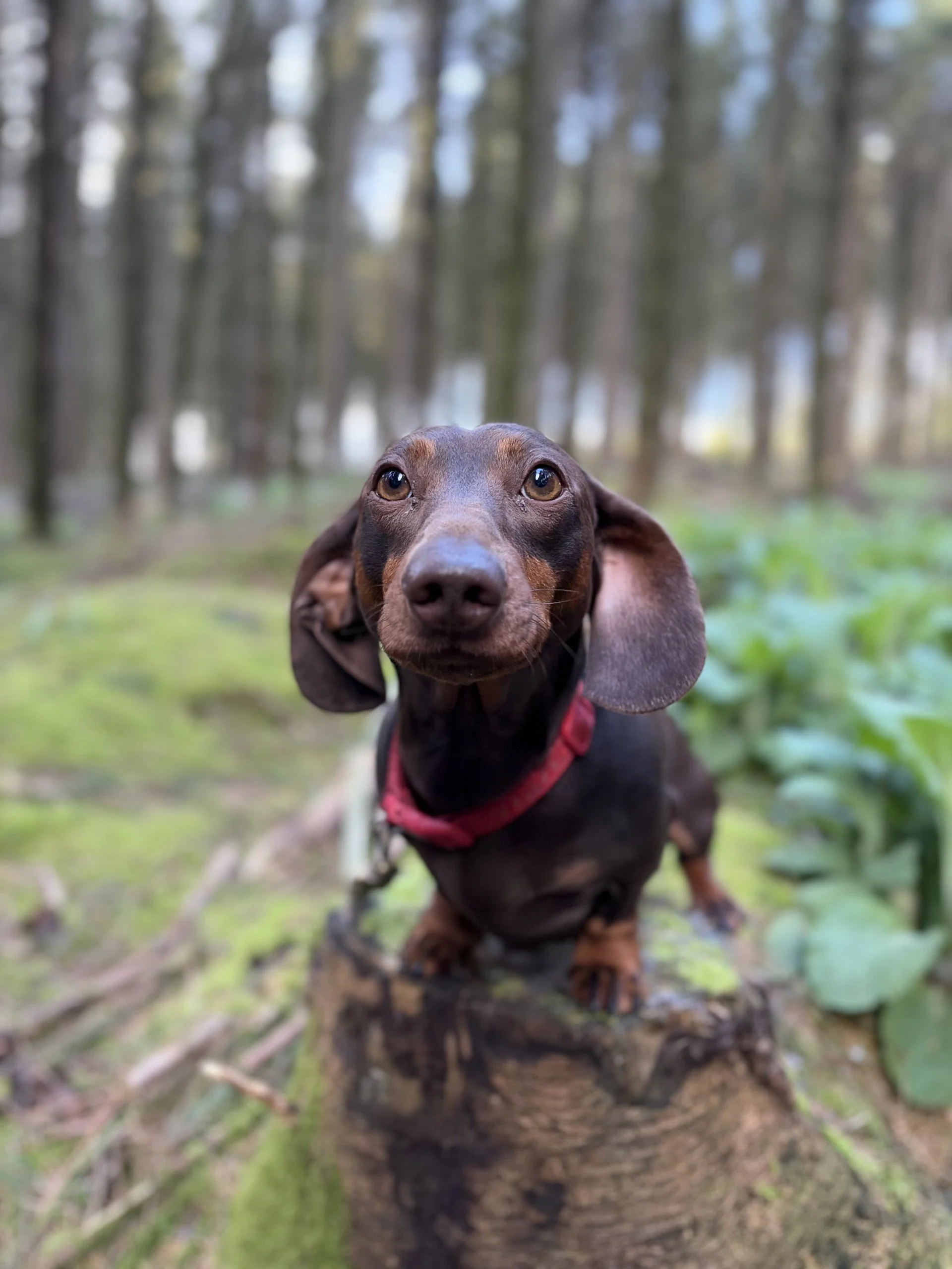 A dachshund dog with a brown coat and red collar peeking over a tree stump in a forest with tall trees and green moss in the background.