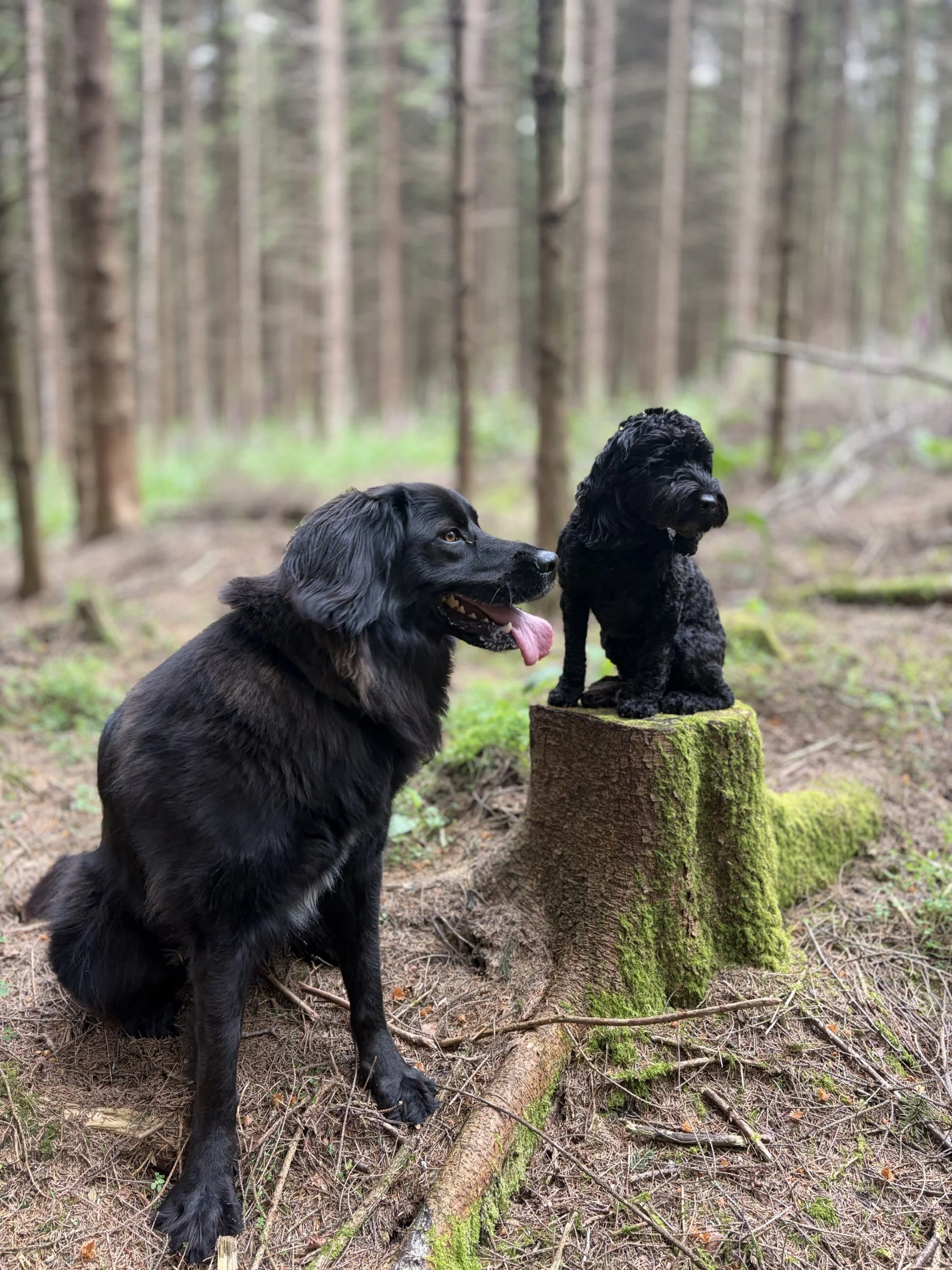 Two dogs, a black long-haired dog and a smaller black curly-haired dog, in a forest with trees in the background. The large dog is sitting on the ground with its tongue out, while the smaller dog is sitting on a tree stump.