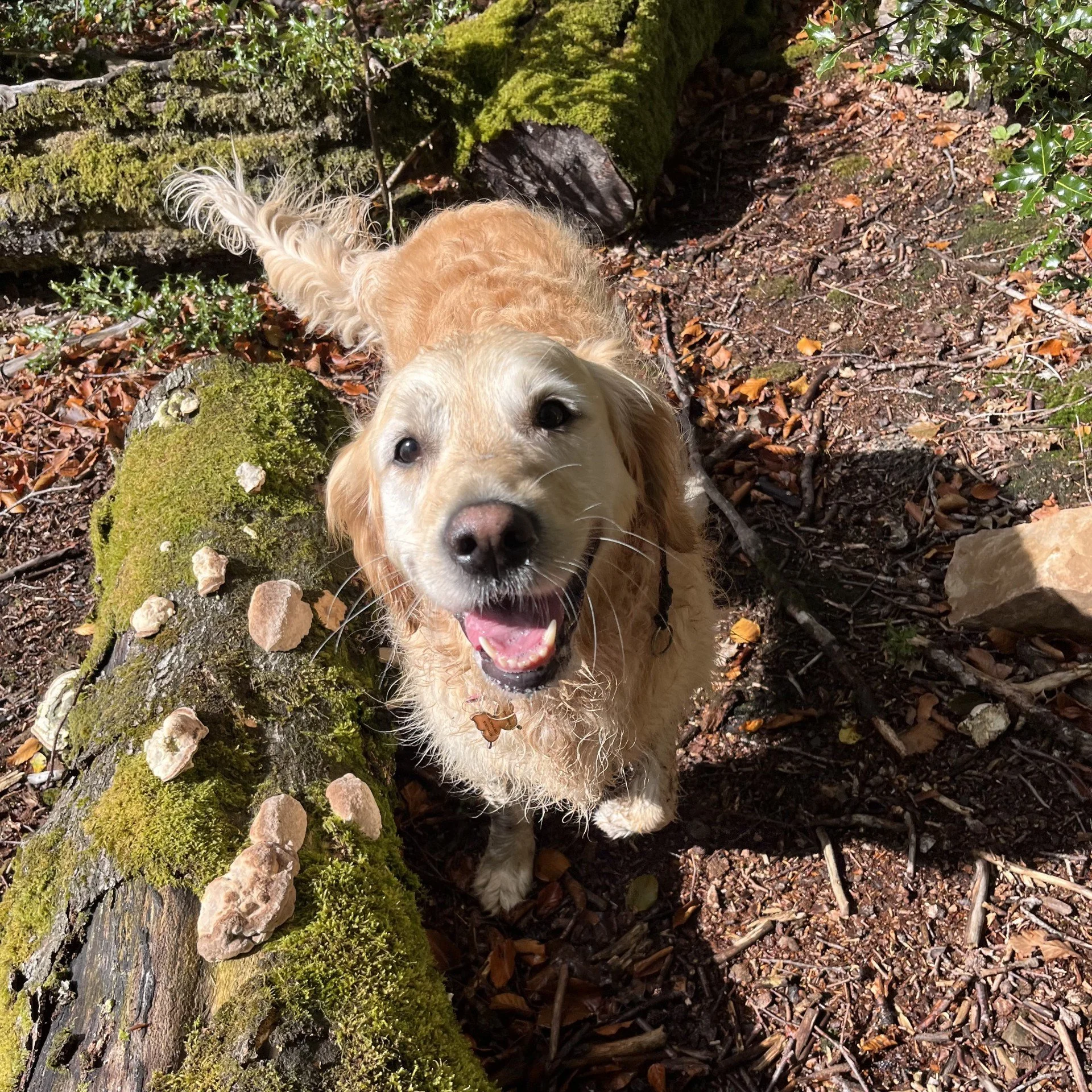 A golden retriever puppy with wet fur looking up with a smile in a forested area, surrounded by moss-covered logs, fallen leaves, and small plants.