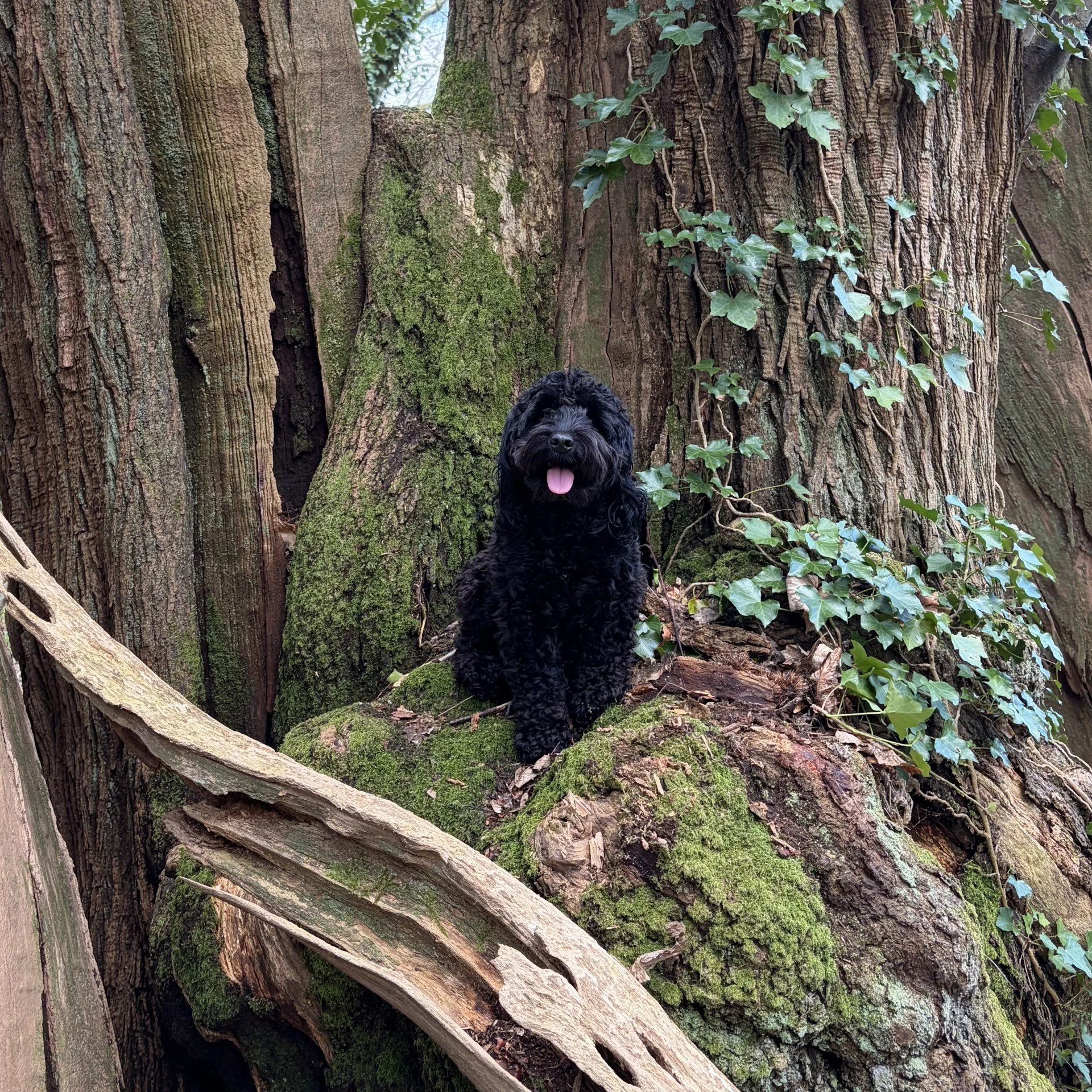A black curly-haired dog with its tongue out sitting in front of a large tree trunk with green moss and ivy