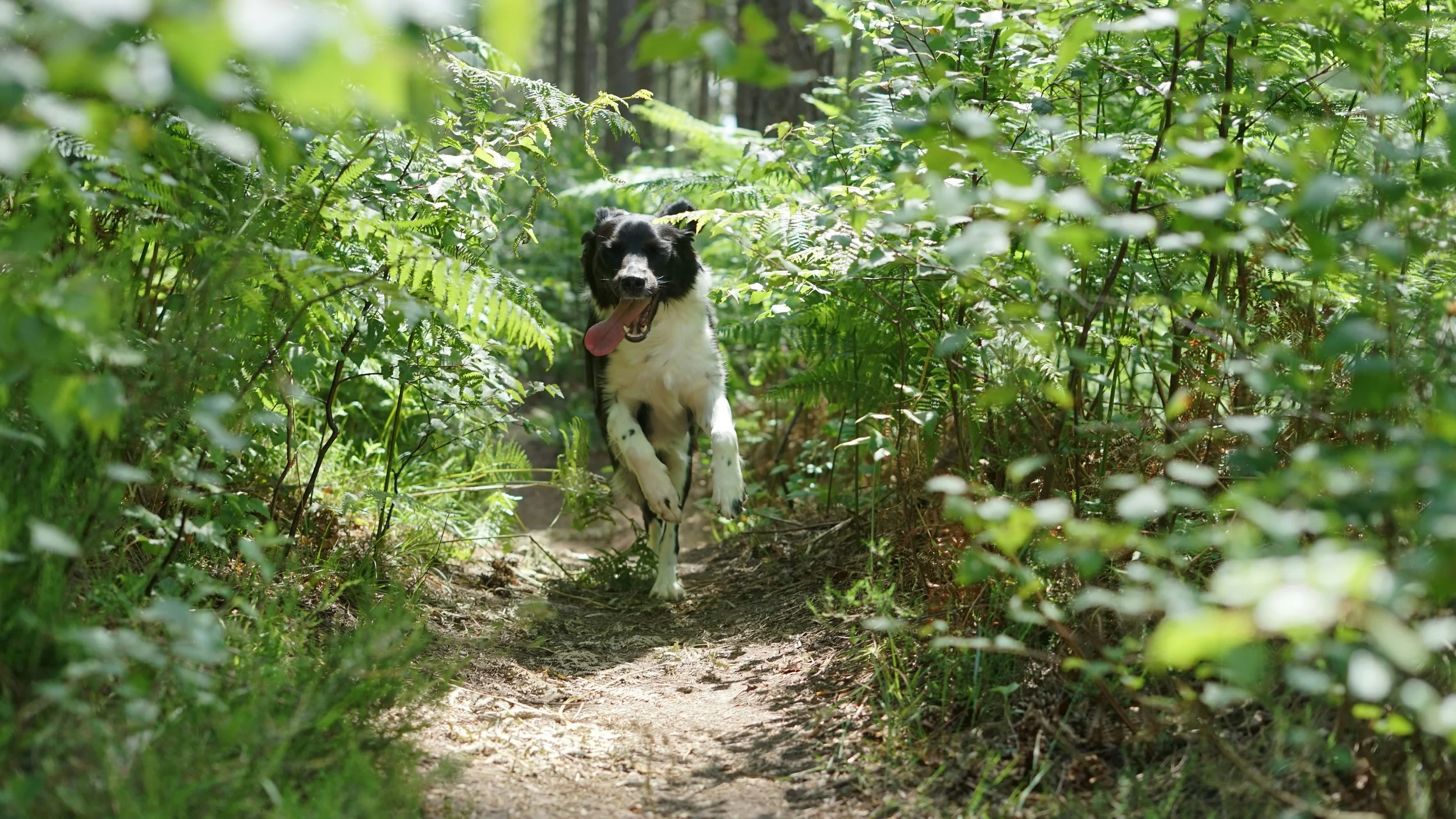 A dog with black and white fur running on a forest trail surrounded by green ferns and trees.