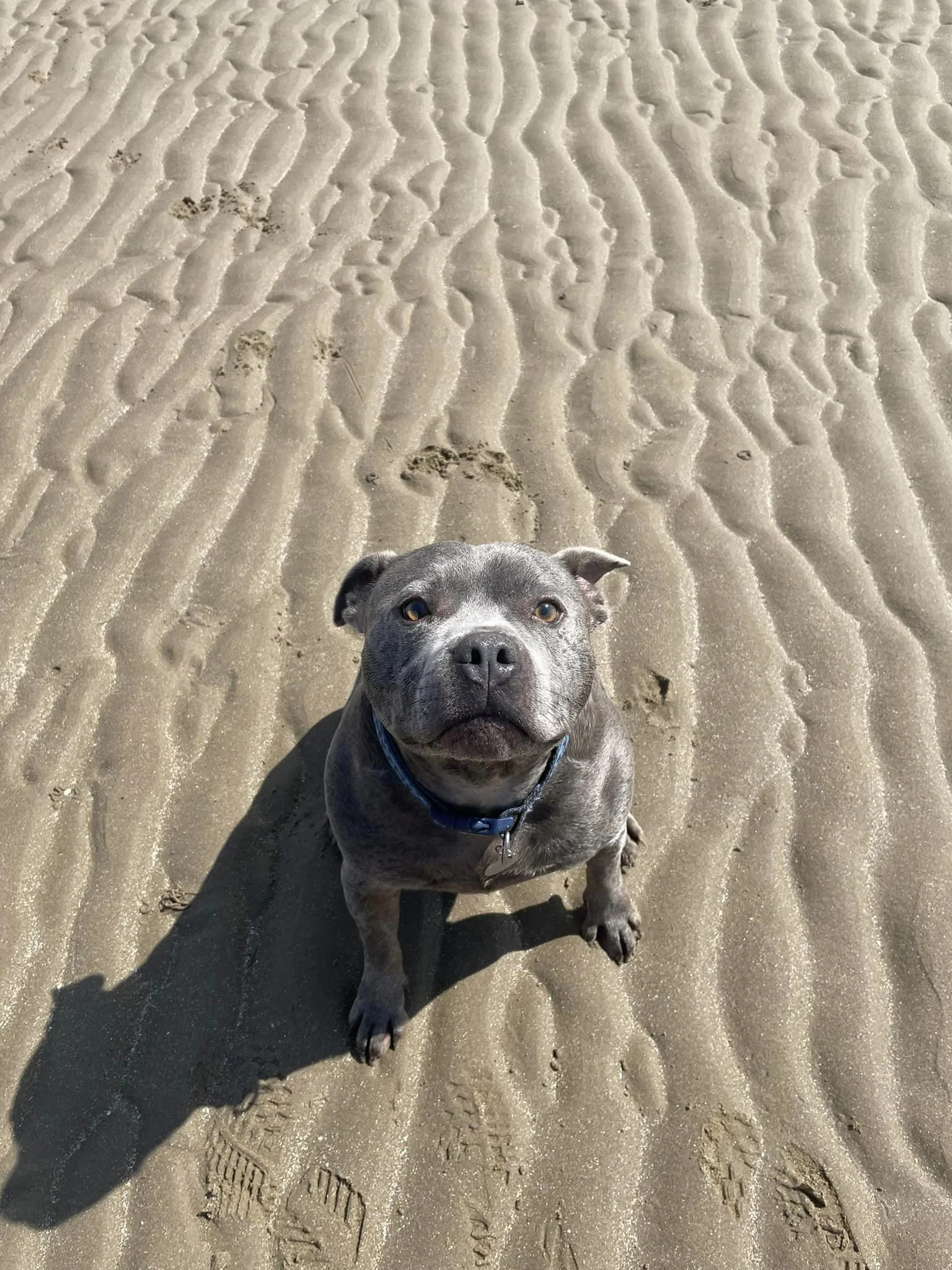 A gray dog with a blue collar sitting on sandy beach, looking at the camera, with footprints and paw prints in the sand.