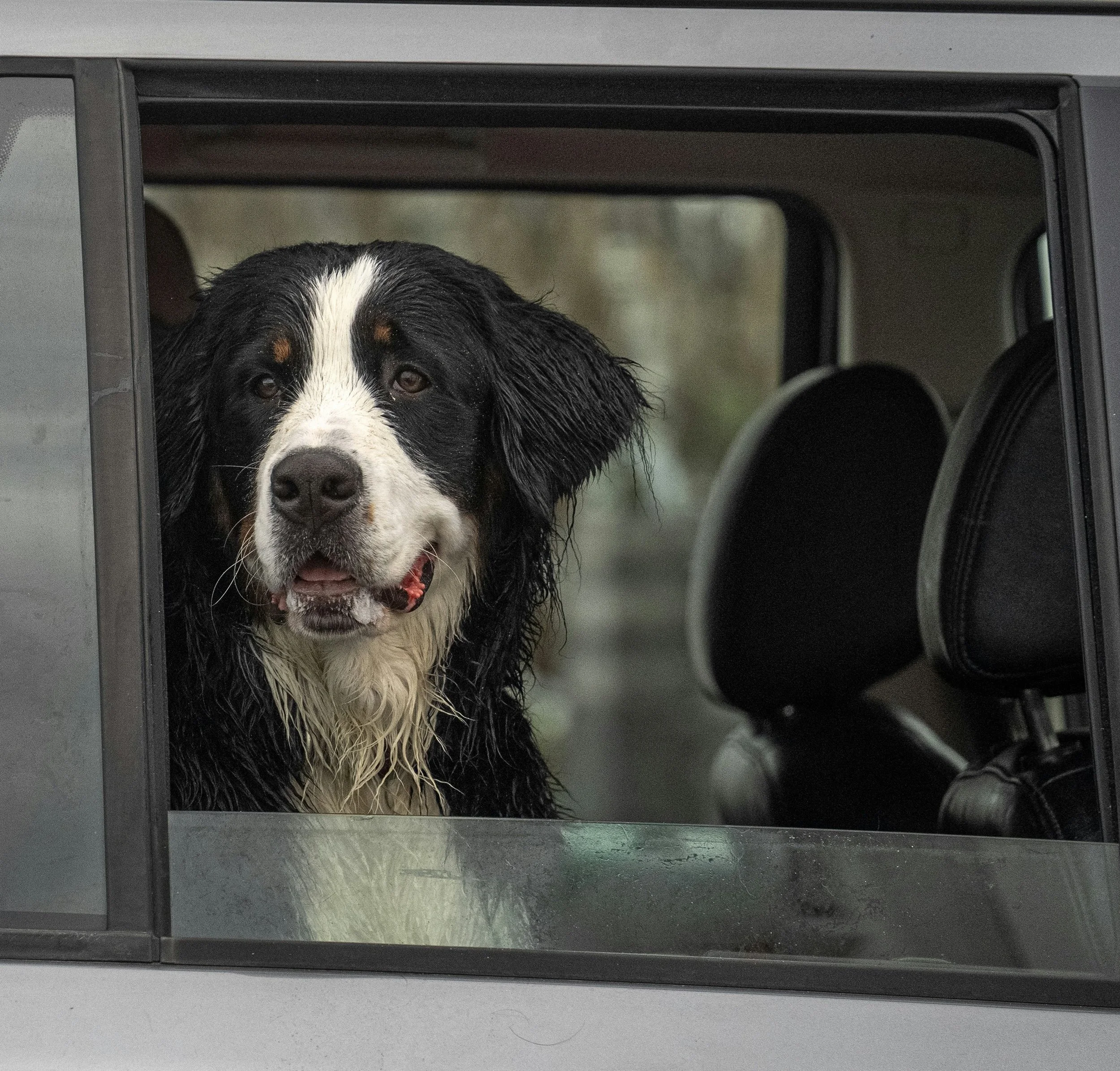 A photograph of a black and white dog with floppy ears, sitting inside a vehicle, looking out from a small window.