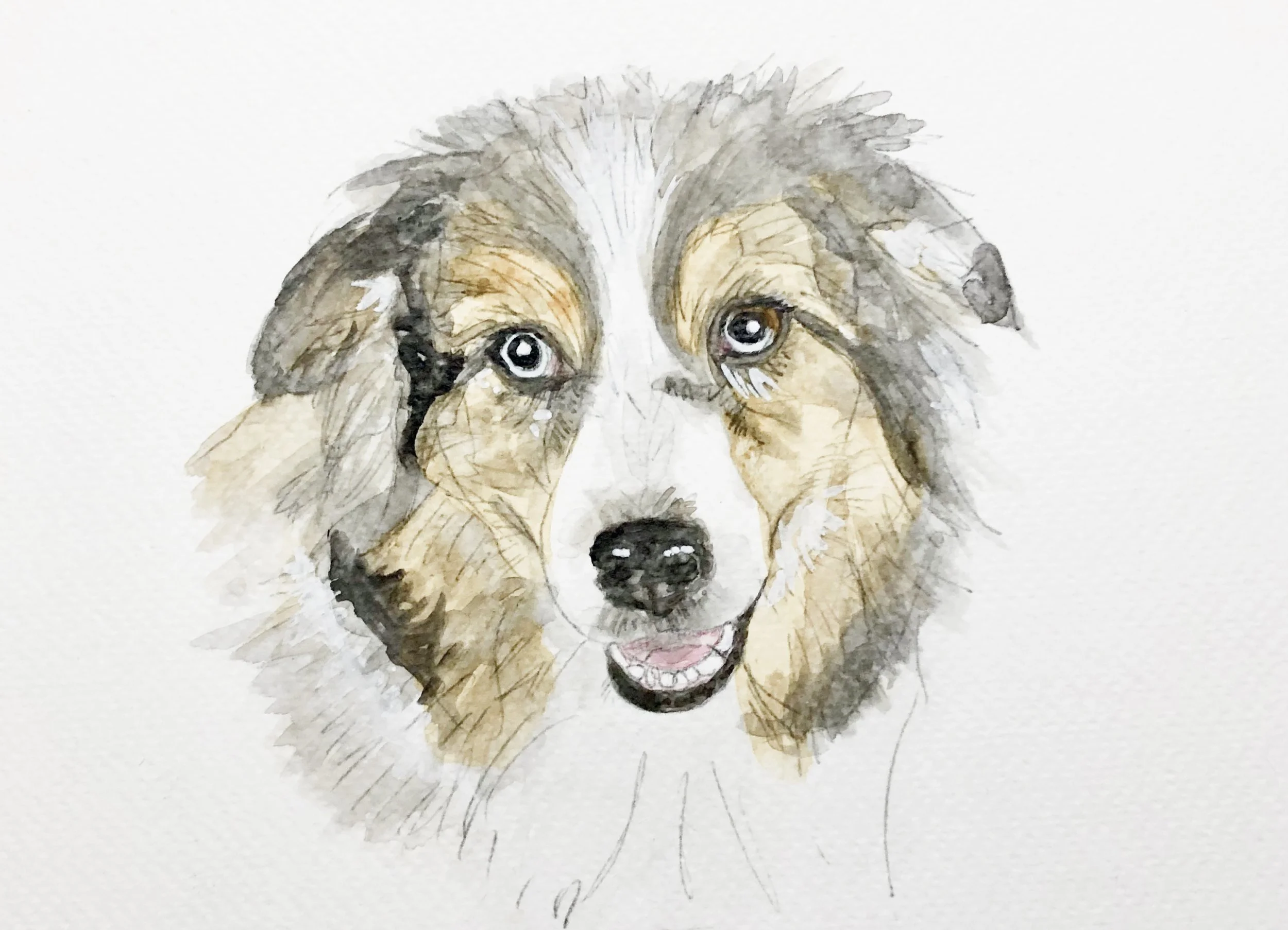 Pet portraits
