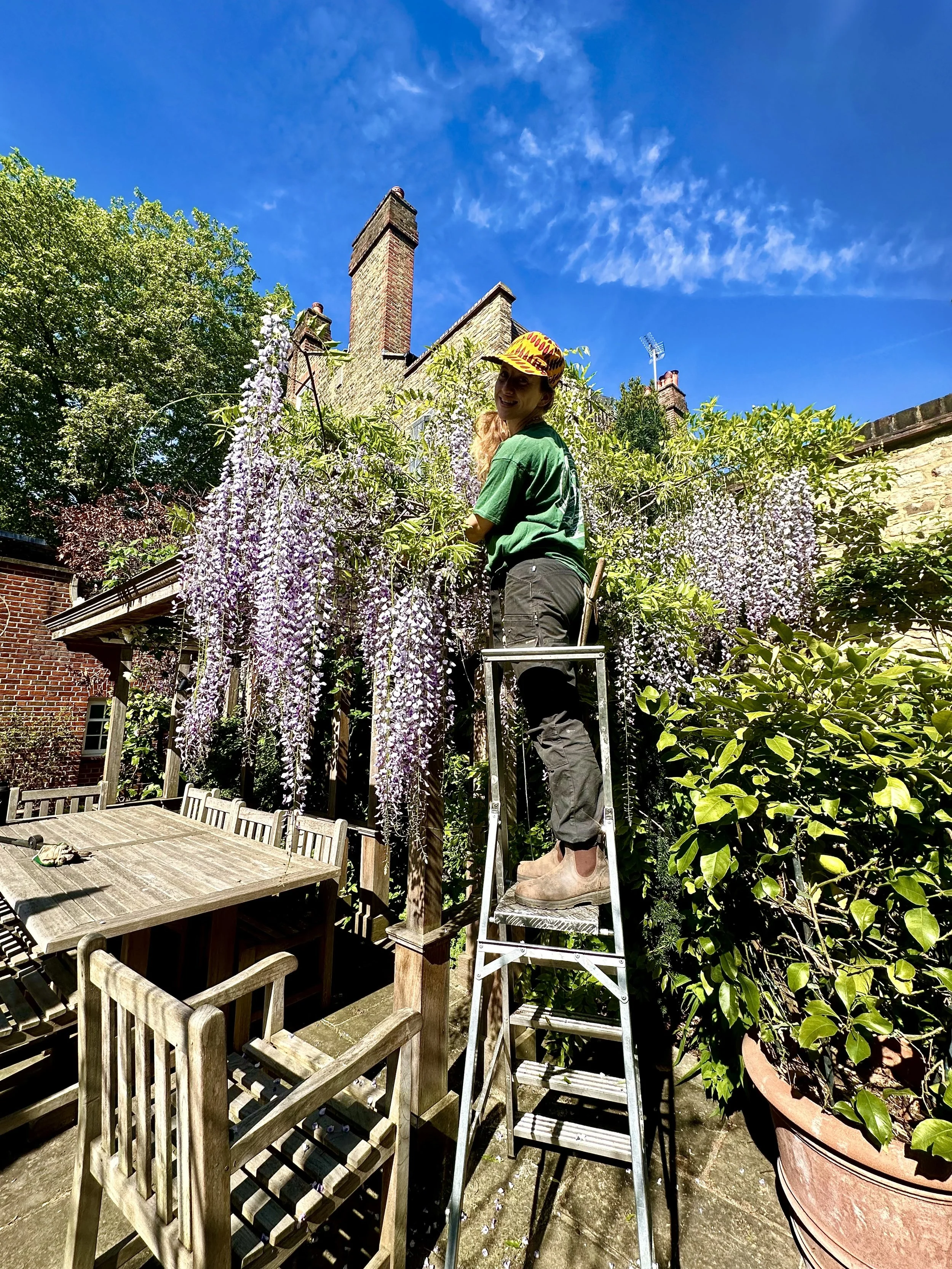 Person standing on a ladder pruning purple wisteria vines on an outdoor patio with a wooden table and chairs under a blue sky.
