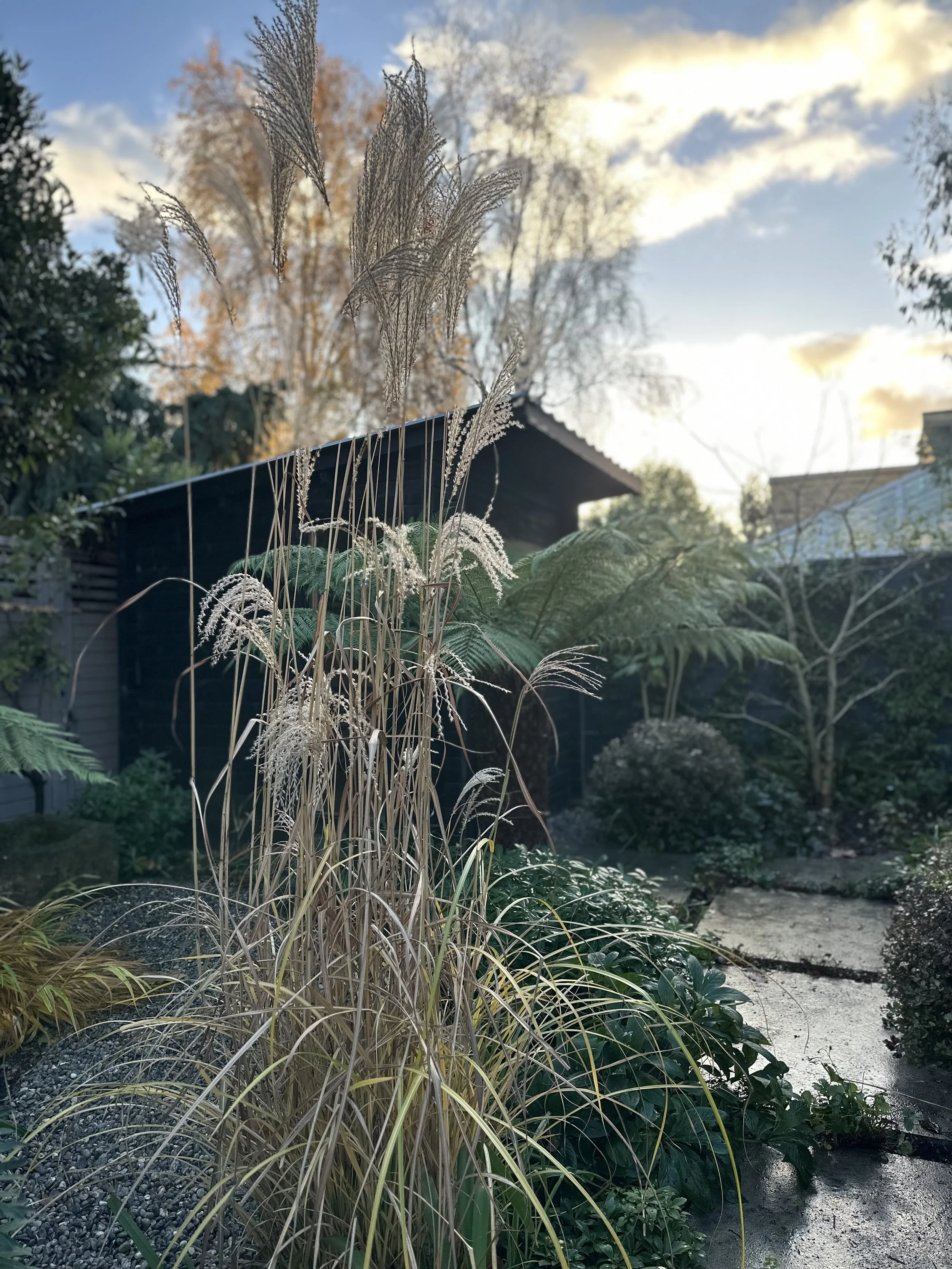 A garden scene at sunset with tall ornamental grasses in the foreground, a paved path, various shrubs and trees, and a dark house with a sloped roof in the background, under a partly cloudy sky.