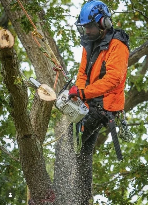 A man wearing a blue helmet and orange jacket is cutting a tree branch with a chainsaw while climbing a tree.