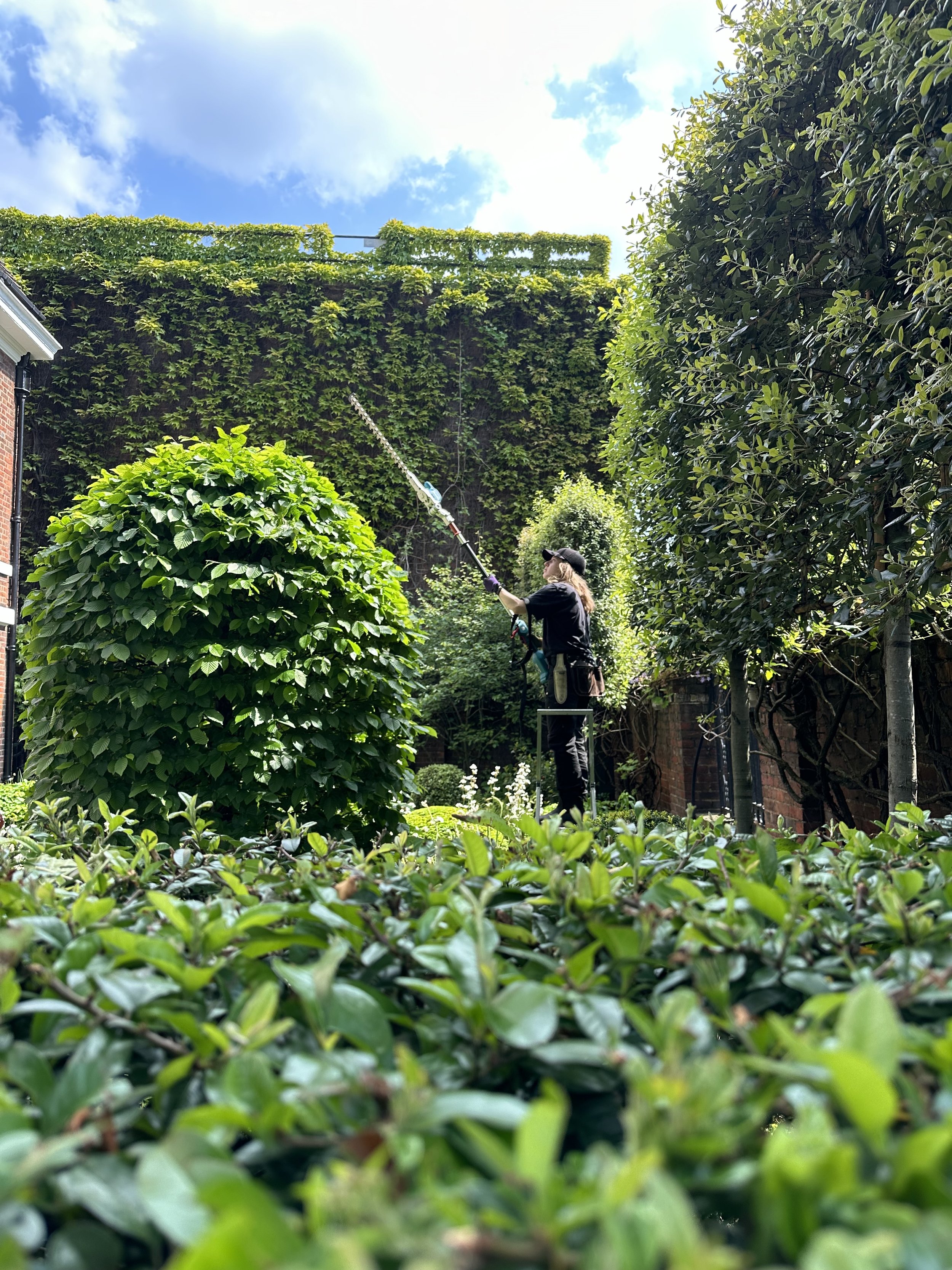A person pruning or trimming a large hedge with a pole saw in a lush garden, surrounded by various green plants and trees, with a partly cloudy sky in the background.