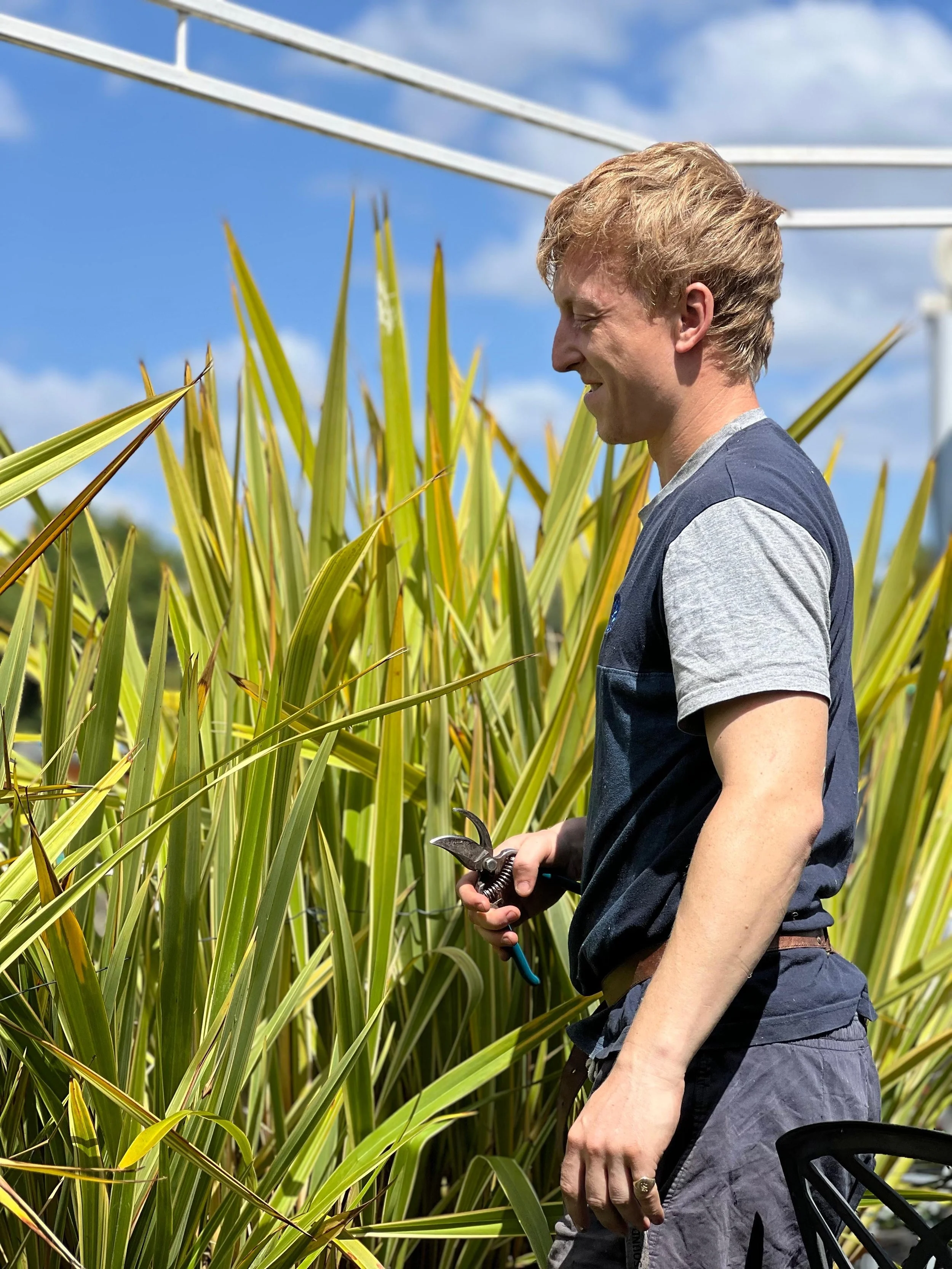A man standing in a field of tall green grass or crops, holding pruning shears, smiling while looking at the plants under a partly cloudy sky.