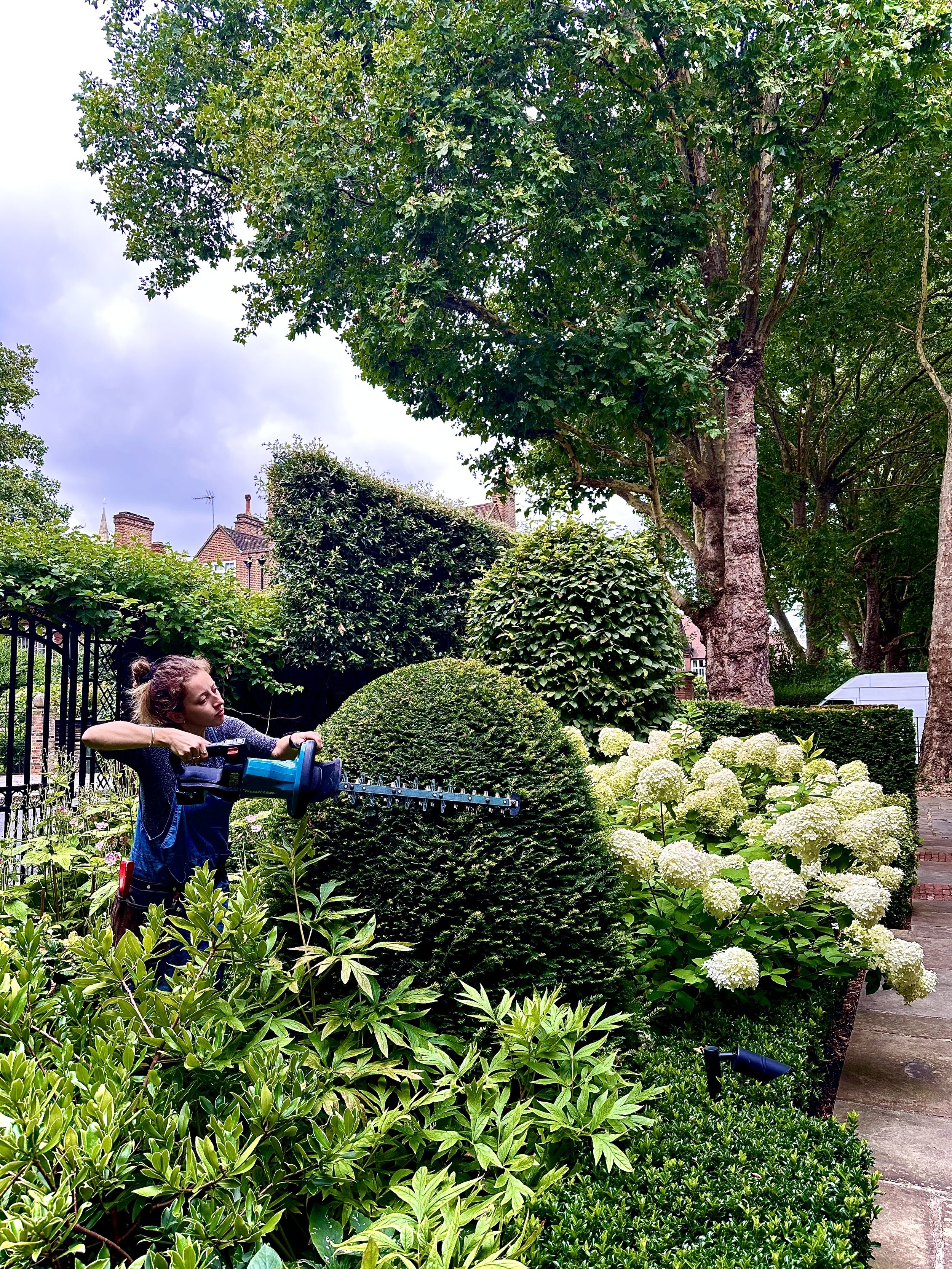 A woman trimming bushes in a garden, surrounded by lush green trees, shrubs, and white hydrangea flowers, with a street and houses in the background.