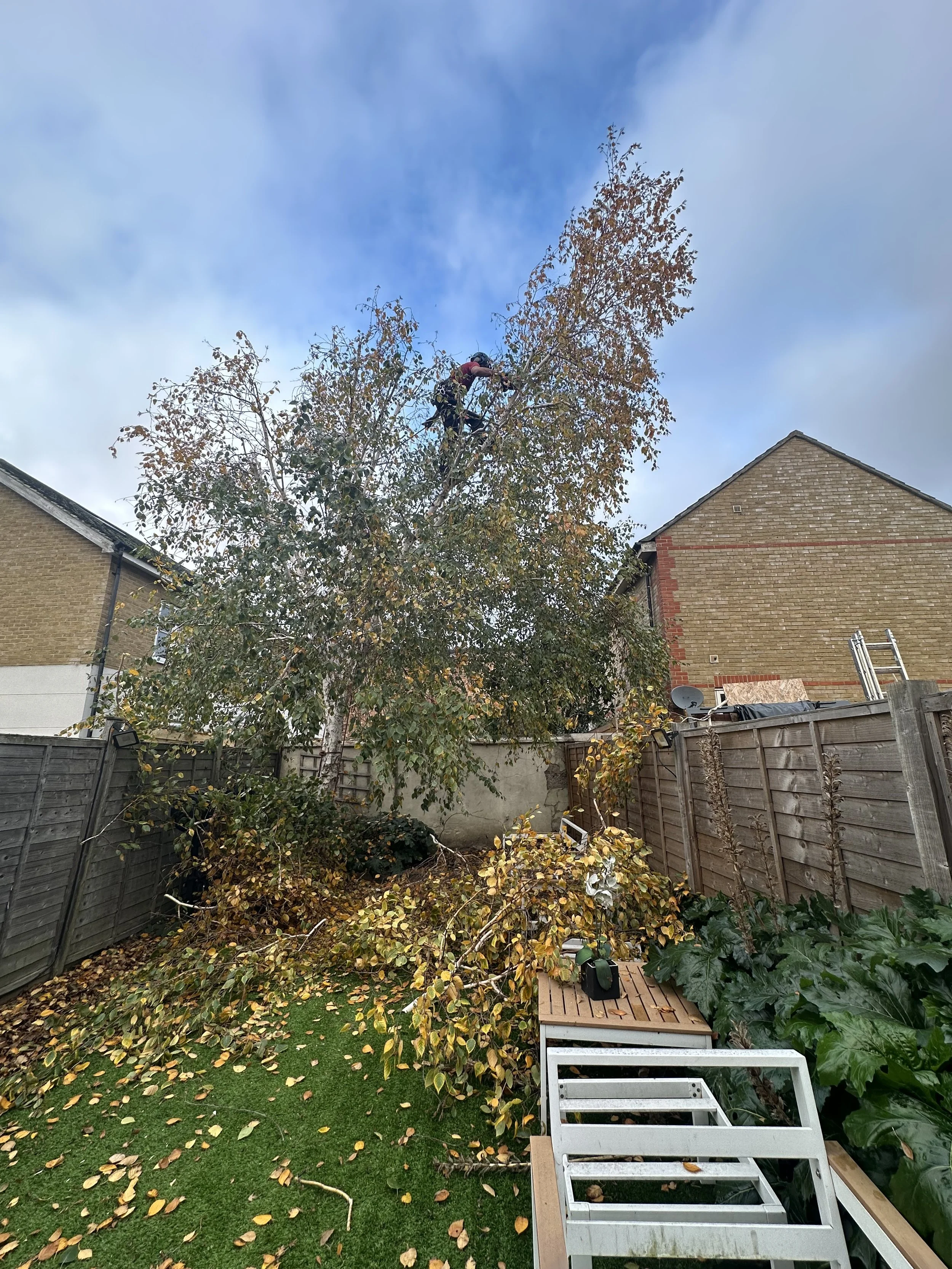 A person cutting a large tree in a backyard, with fallen leaves and garden plants, fences, and neighboring houses visible.