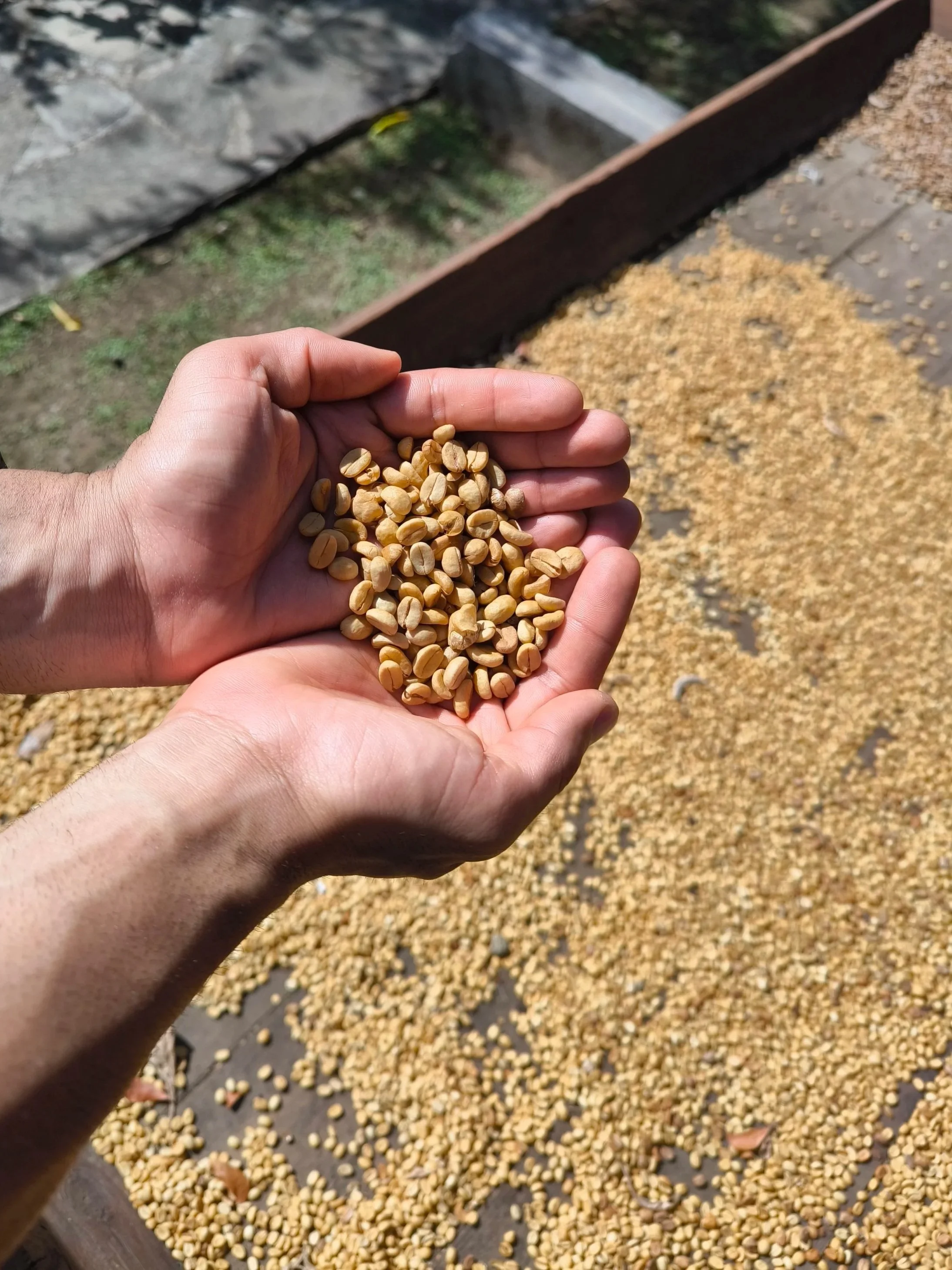 handful of unroasted coffee scooped from a drying bed