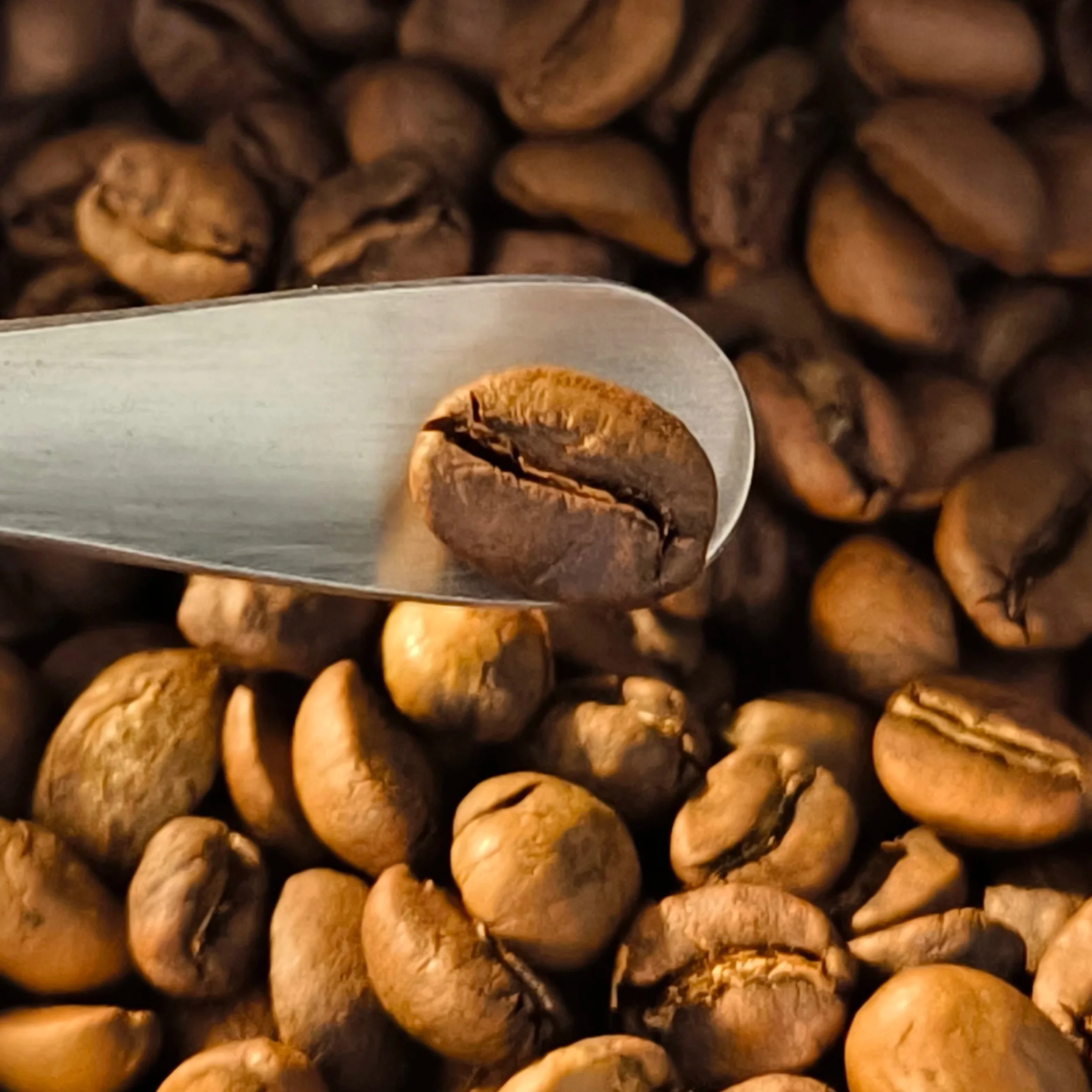 a coffee bean in a thin spoon, freshly roasted, with additional coffee beans in the background