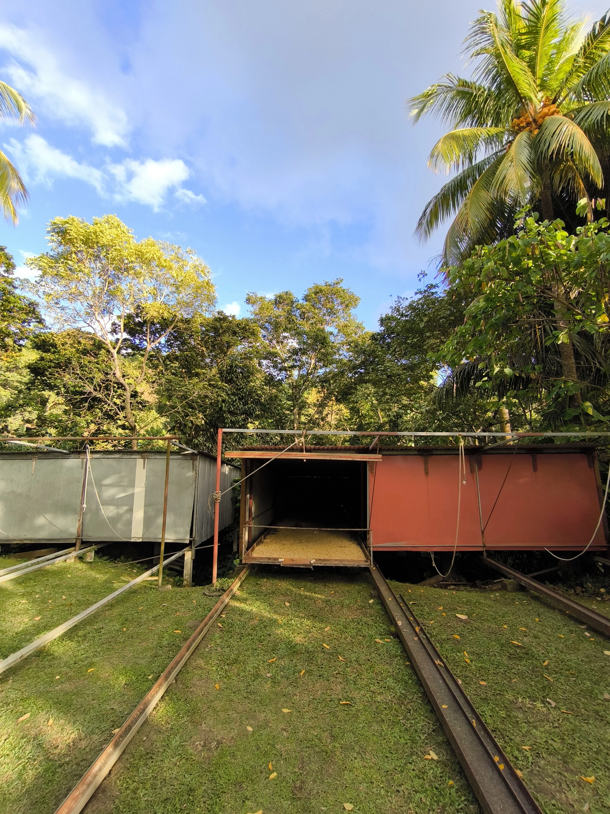 a coffee drying shed with coffee beans drying inside