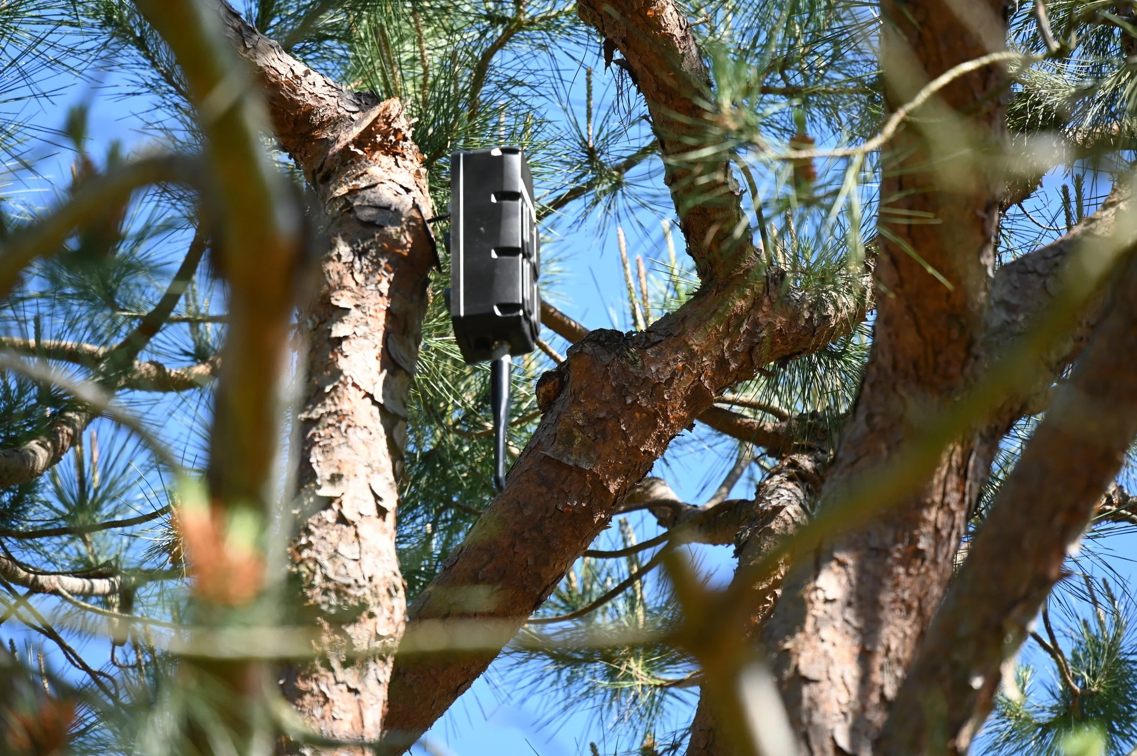 A black wireless security camera mounted on a branch of a pine tree with green needles, against a blue sky.