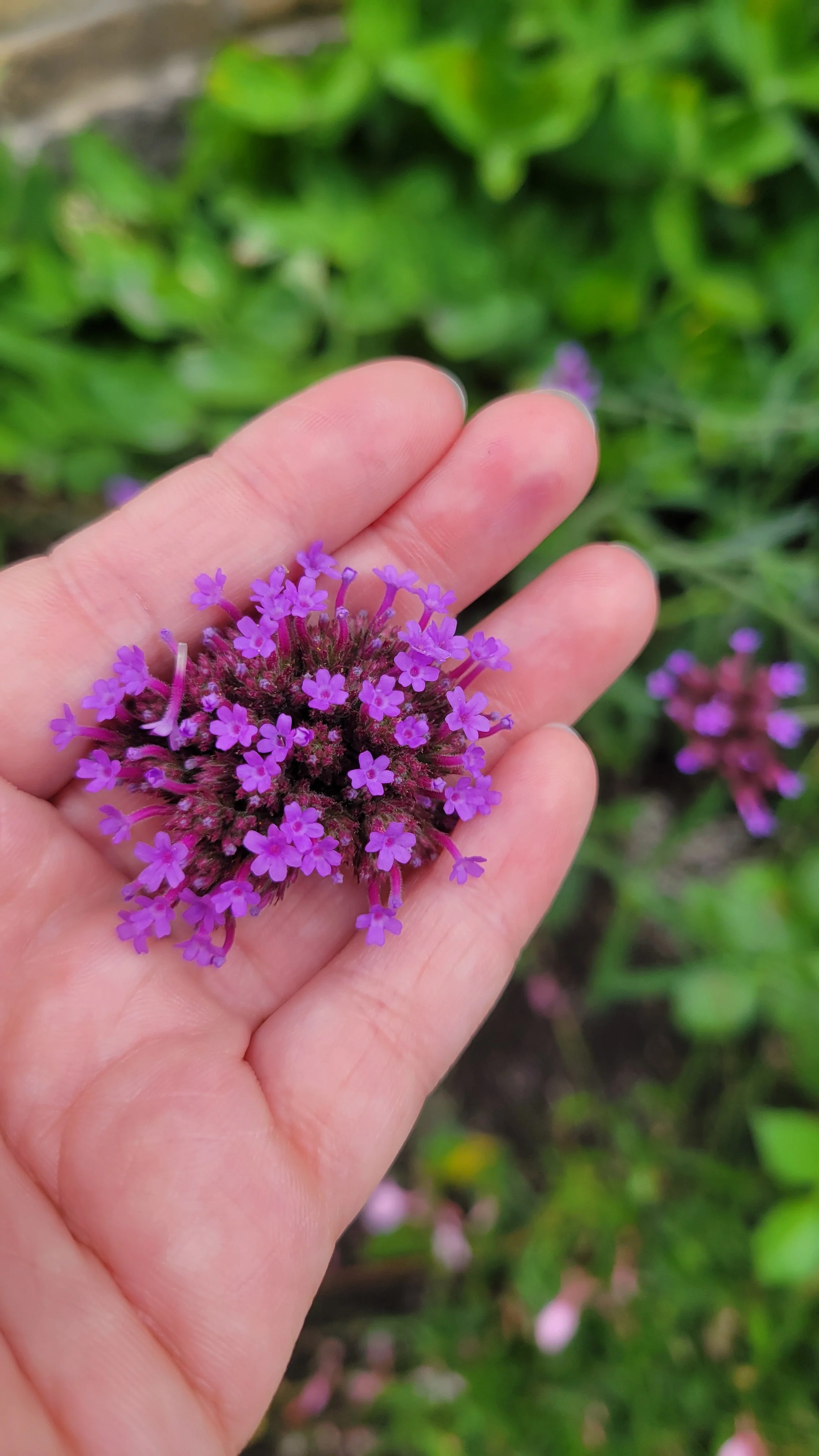 Close-up of a hand holding a purple, clustered flower with small, individual blossoms, with greenery in the background.
