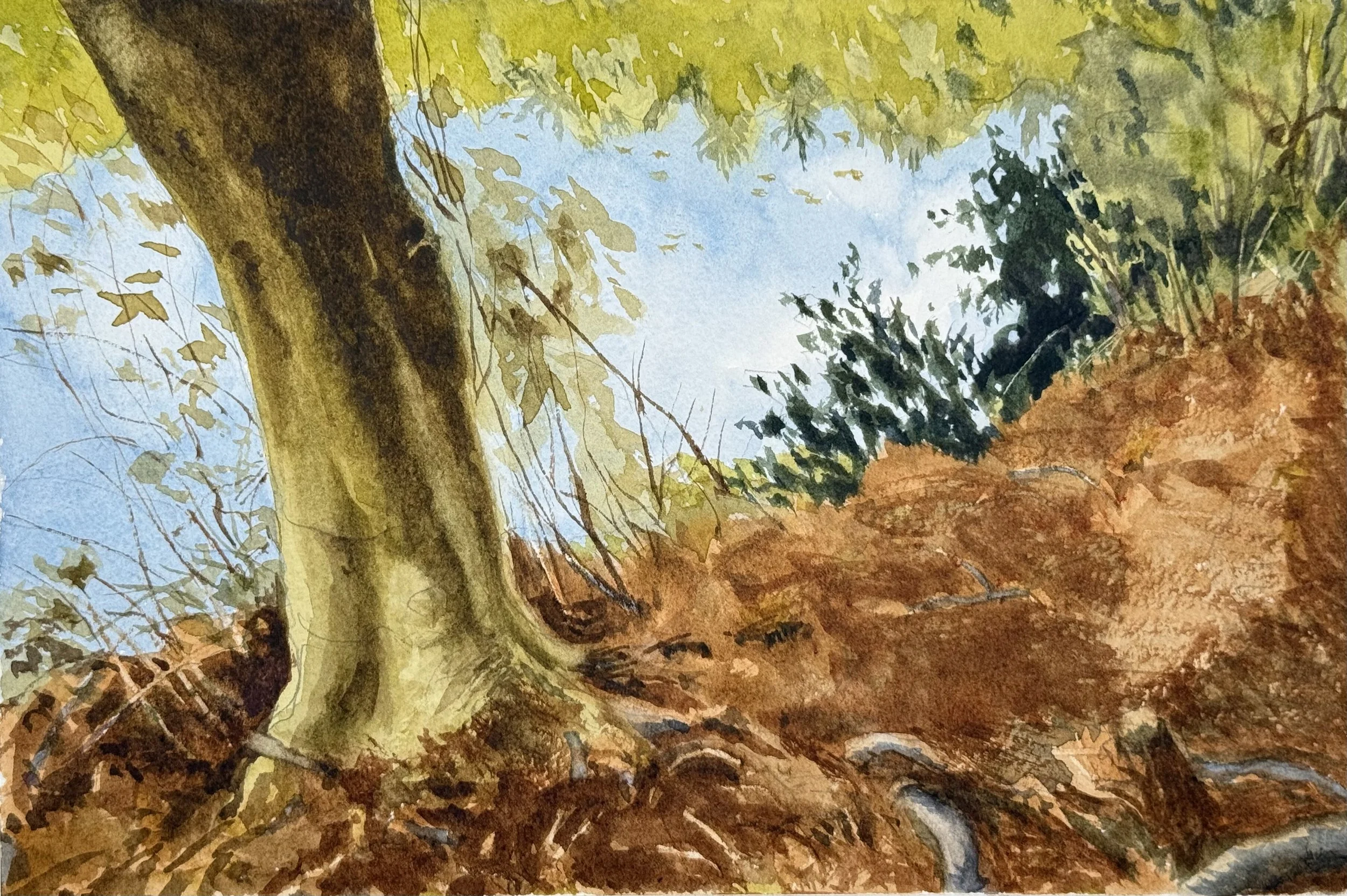 "Pond's Edge," watercolor and pencil, 12" x 9" Blue Hills,  2025.                                              $300