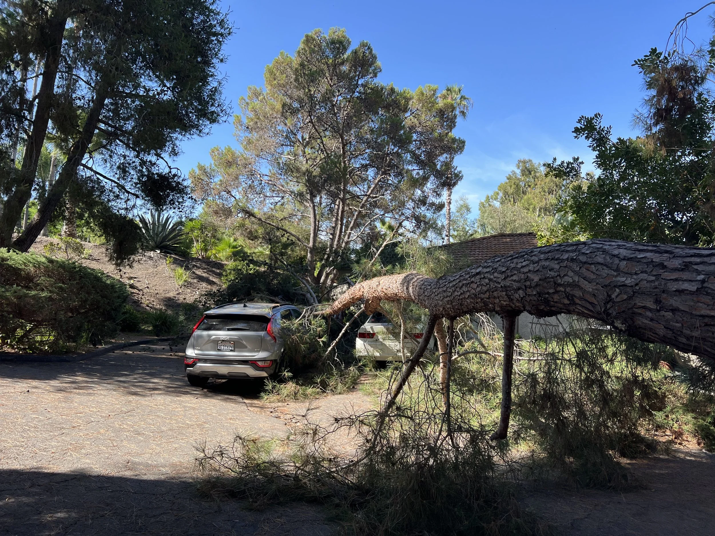 Did Anyone Hear the Tree Fall?